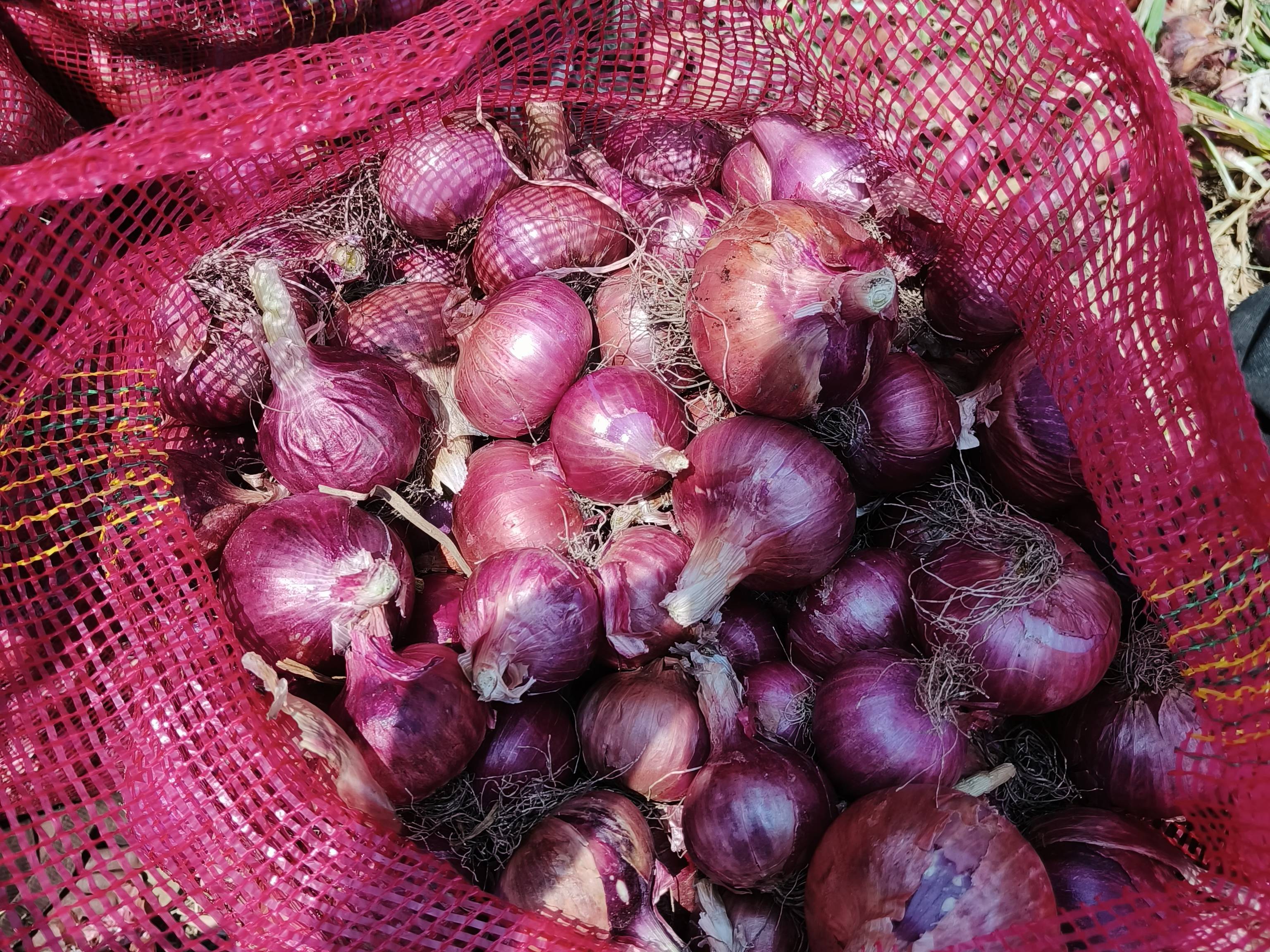 Red Onion बिक्री के लिए, सातारा, महाराष्ट्र