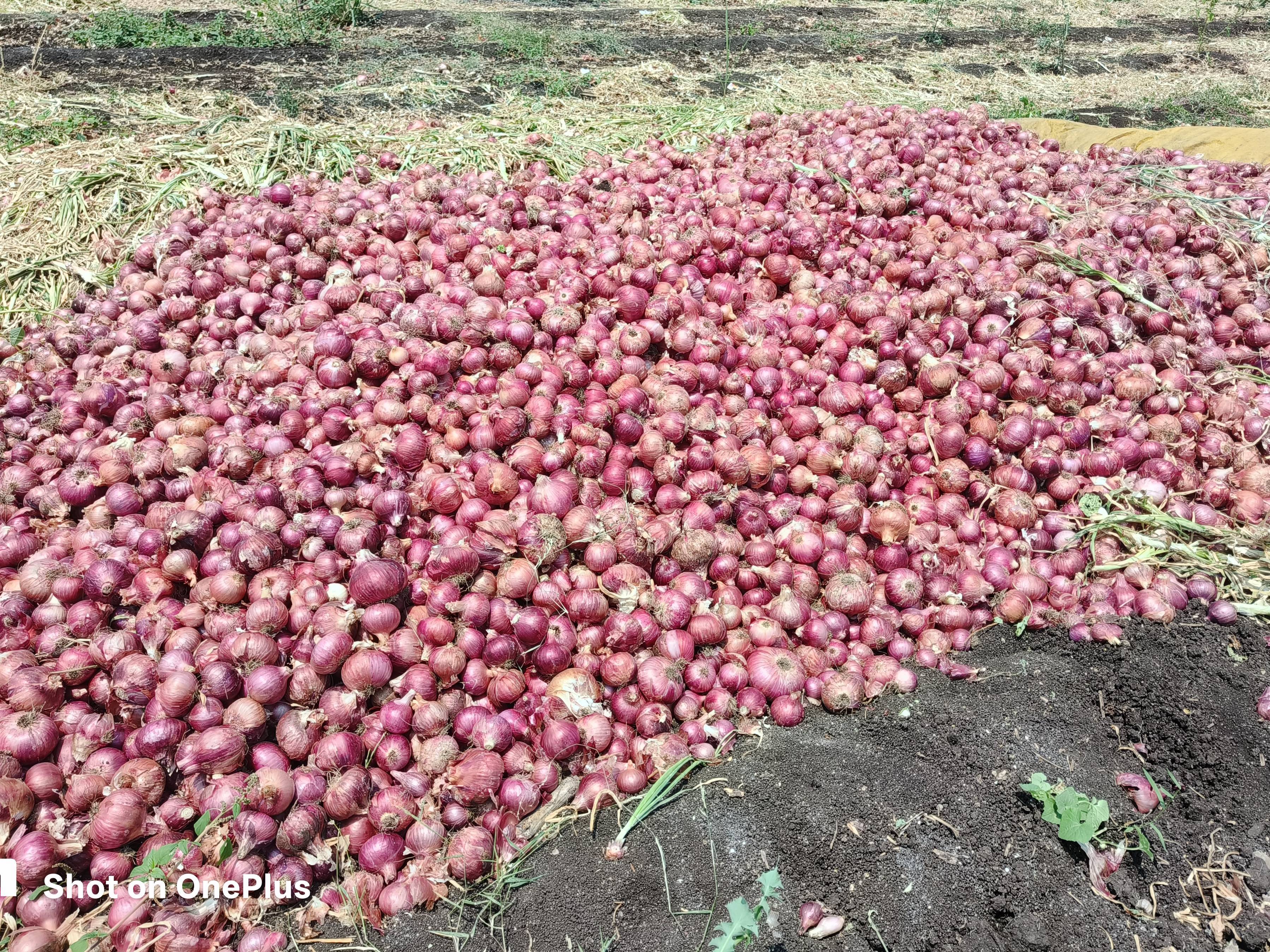 Red Onion बिक्री के लिए, सातारा, महाराष्ट्र