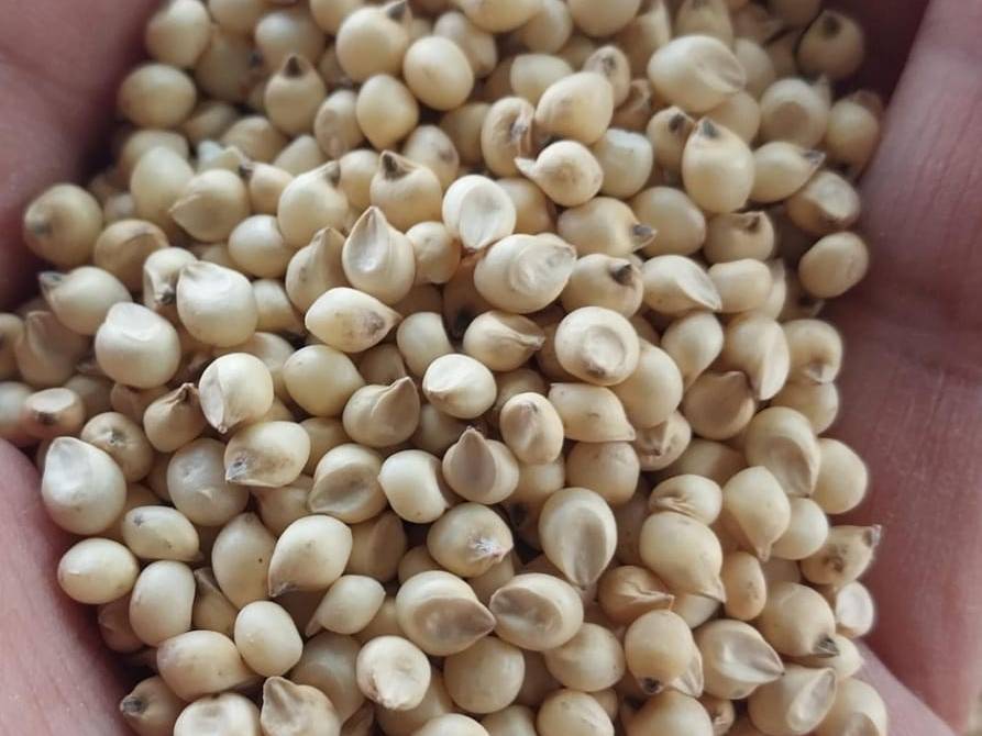 Maldandi 35-1 बिक्री के लिए, अहिल्यानगर, महाराष्ट्र
