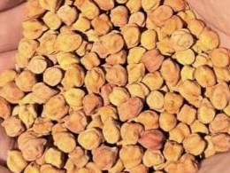 Gram for sale in Ahilyanagar, Maharashtra