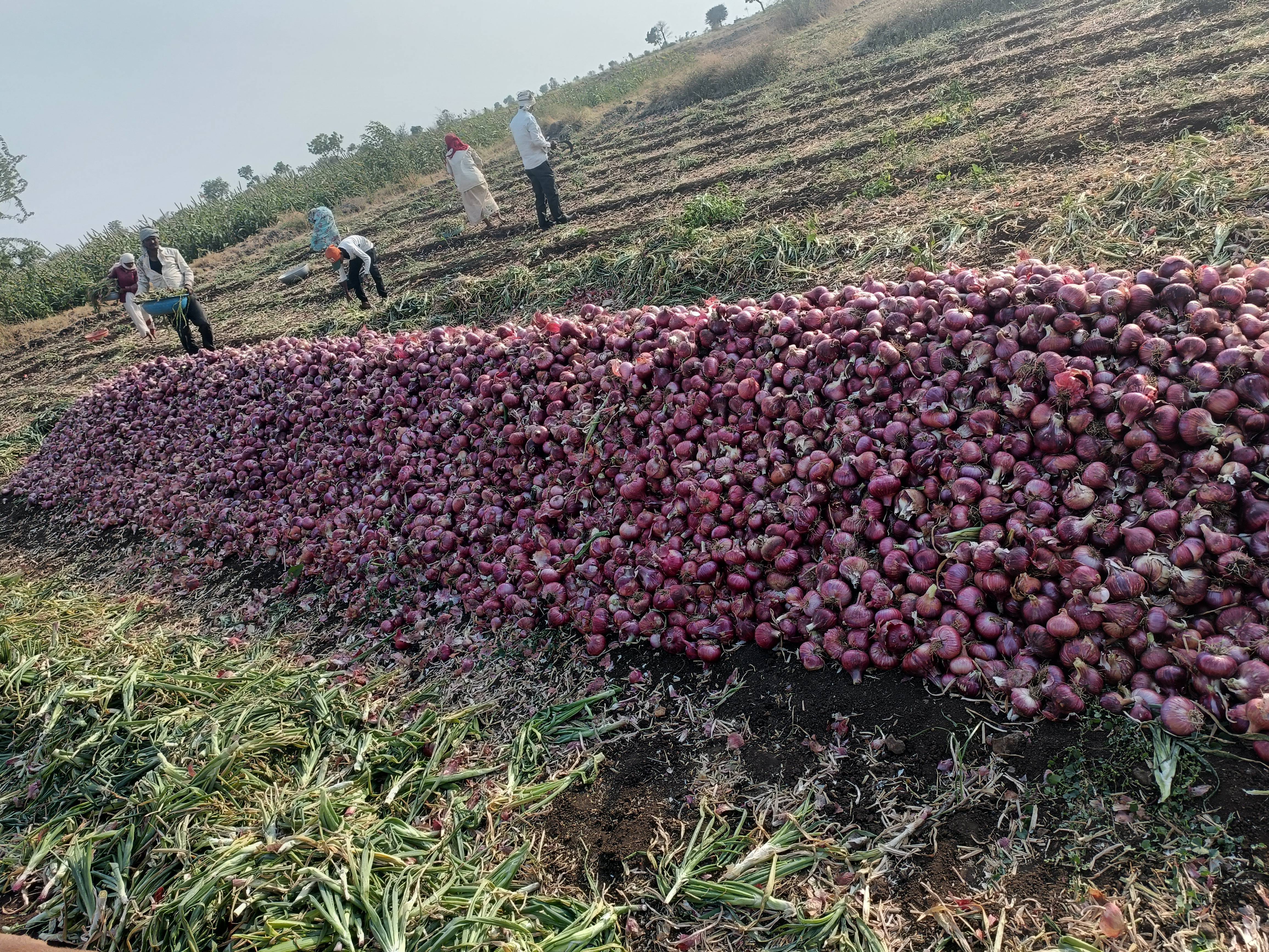 Red Onion विक्रीसाठी, जळगाव, महाराष्ट्र