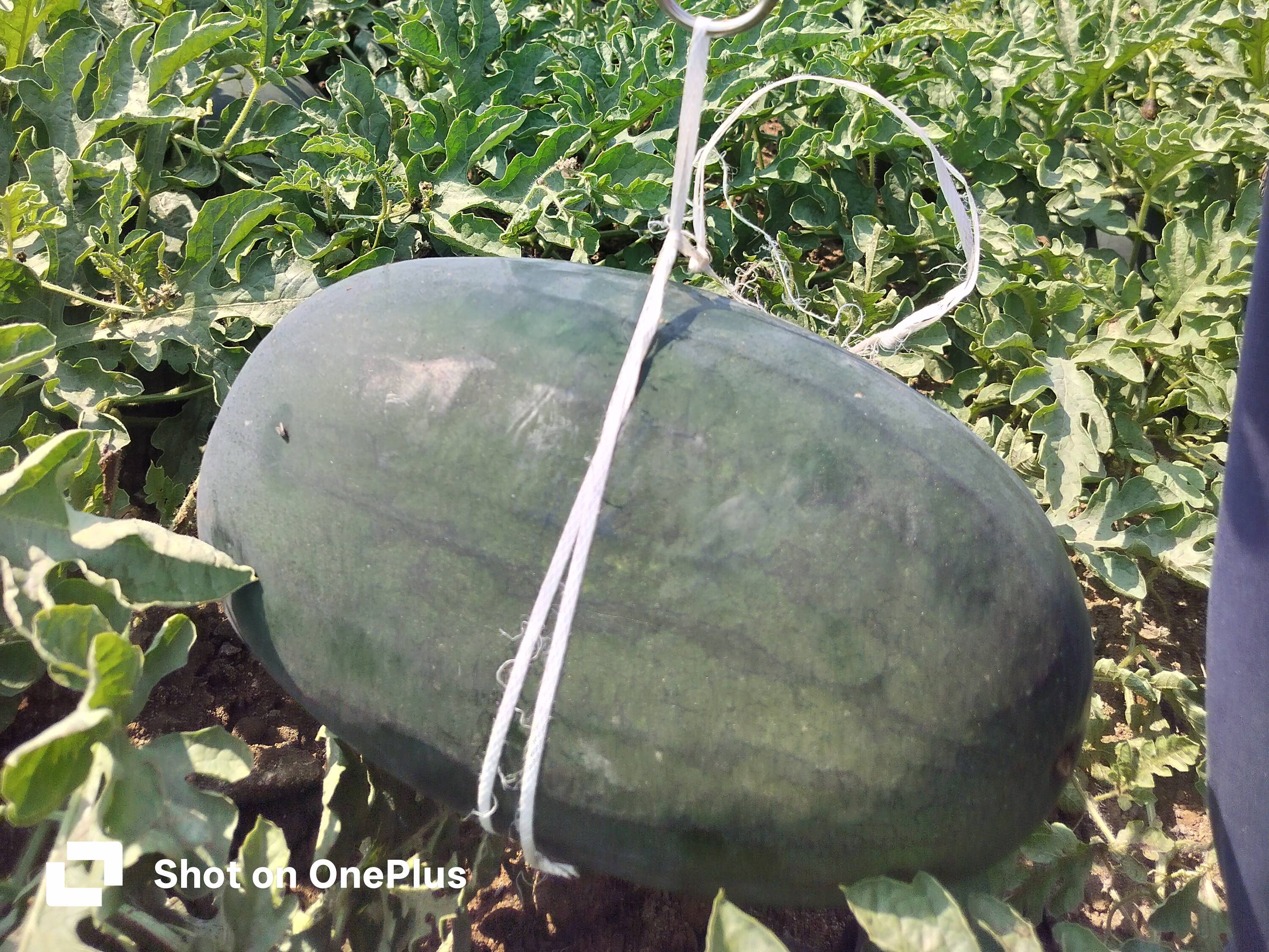 Sugar Baby for sale in Ahilyanagar, Maharashtra