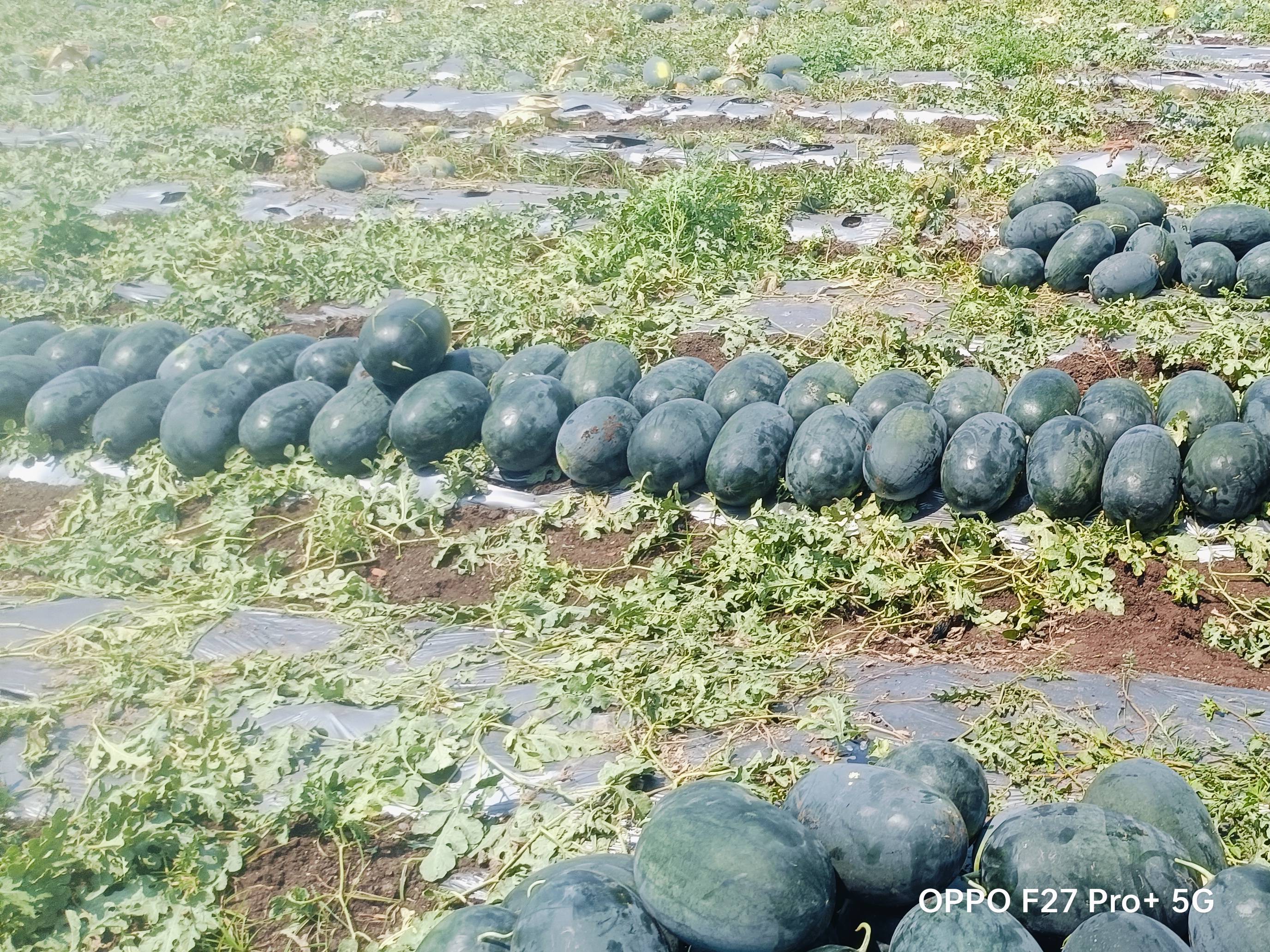 Sugar Baby for sale in Thane, Maharashtra
