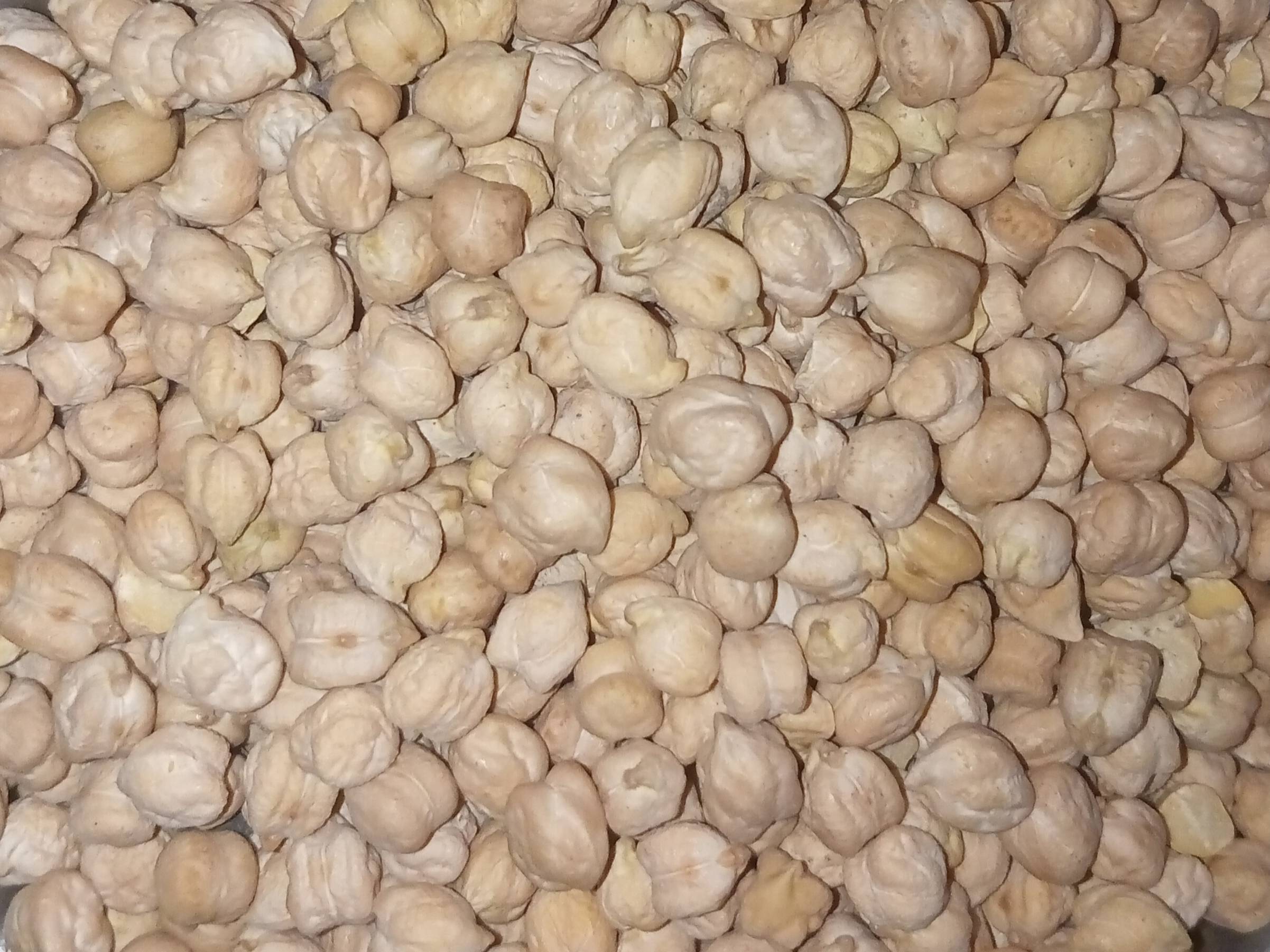 Kabuli Chickpeas विक्रीसाठी, धुळे, महाराष्ट्र