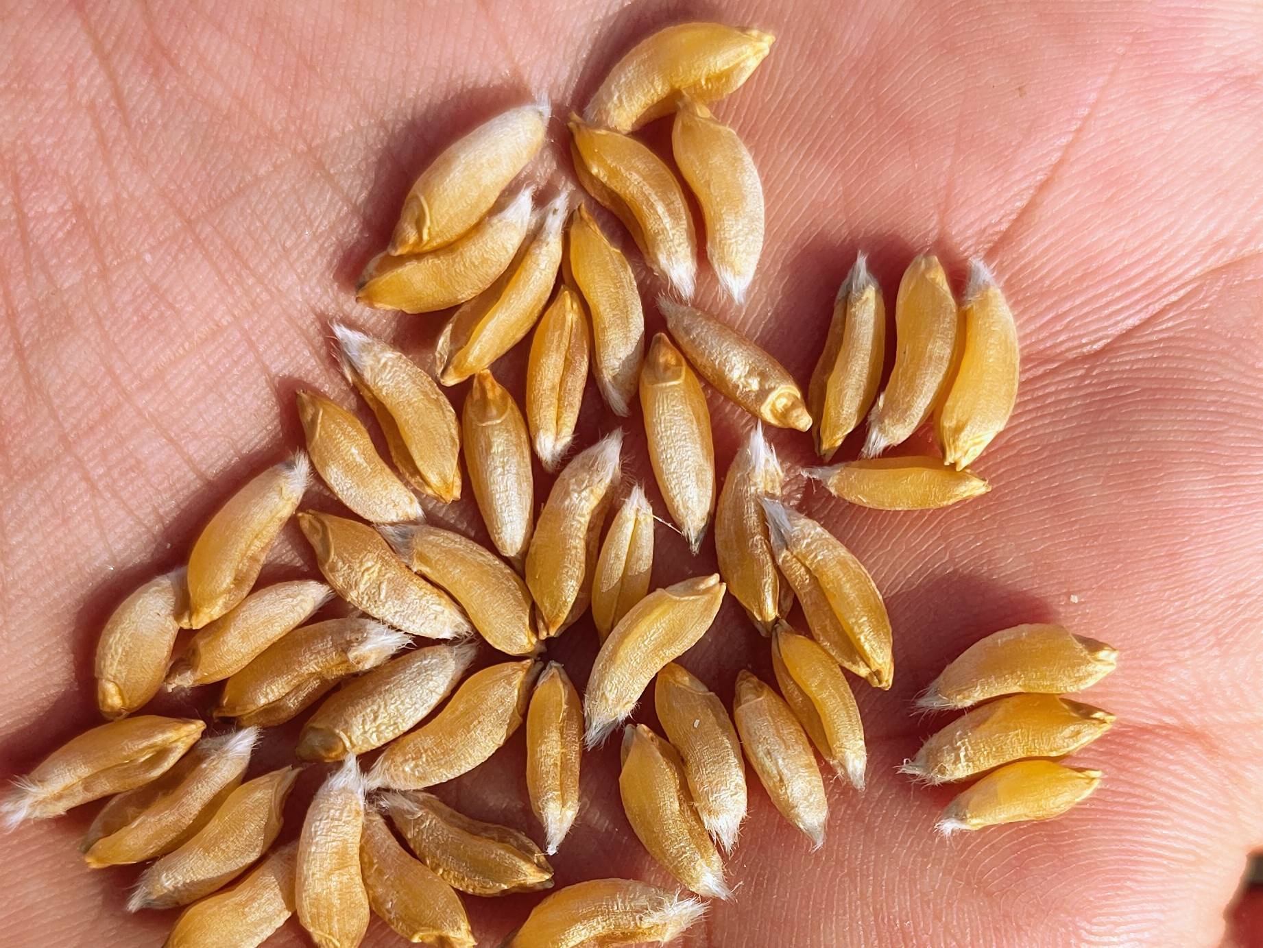 Durum for sale in Banaskantha, Gujarat
