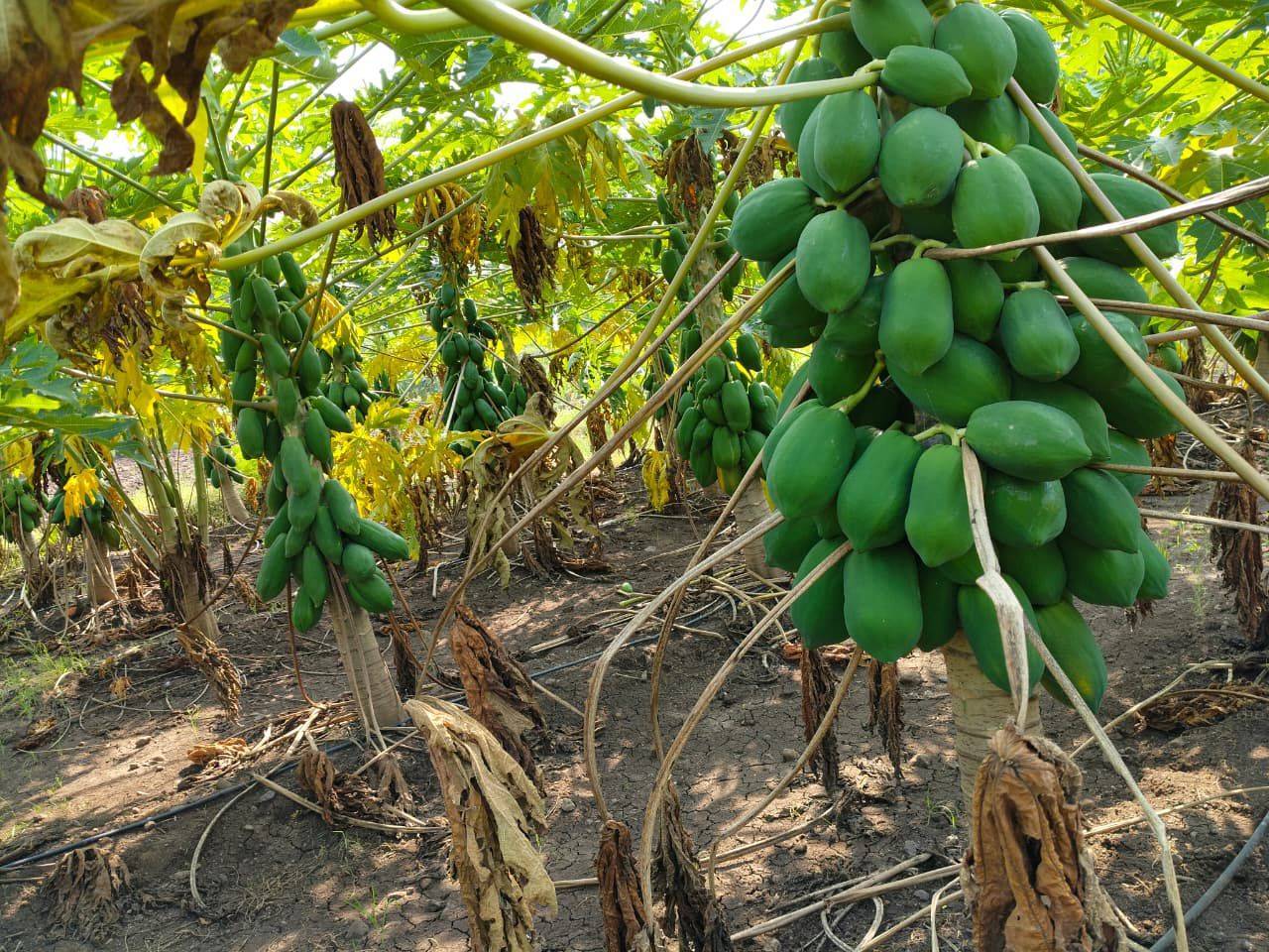 Red Lady for sale in Nandurbar, Maharashtra