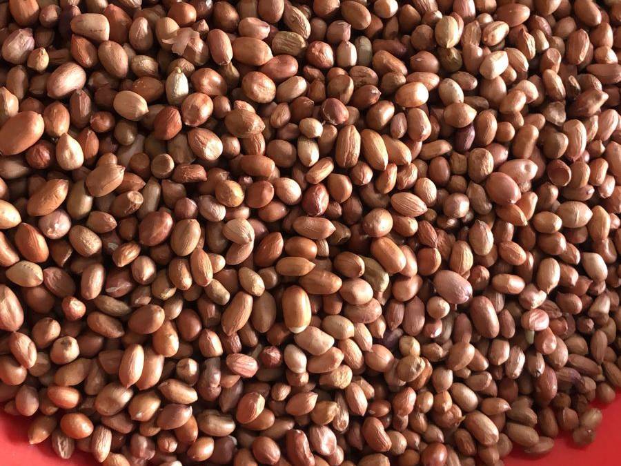 Groundnut (Peanut) Spanish