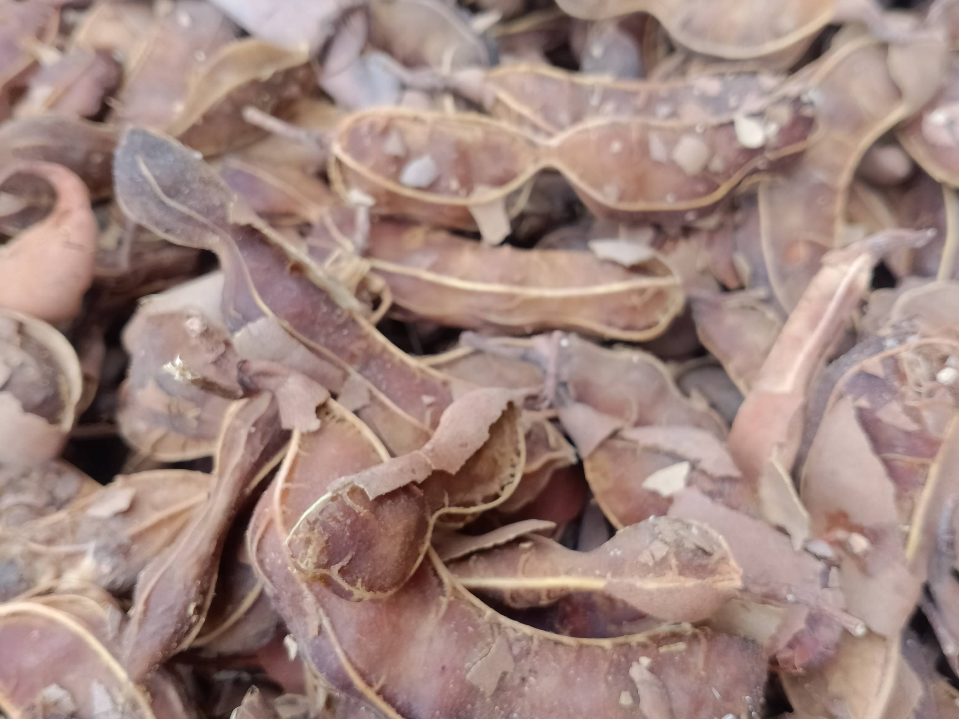 Sour Tamarind बिक्री के लिए, बैतूल, मध्य प्रदेश