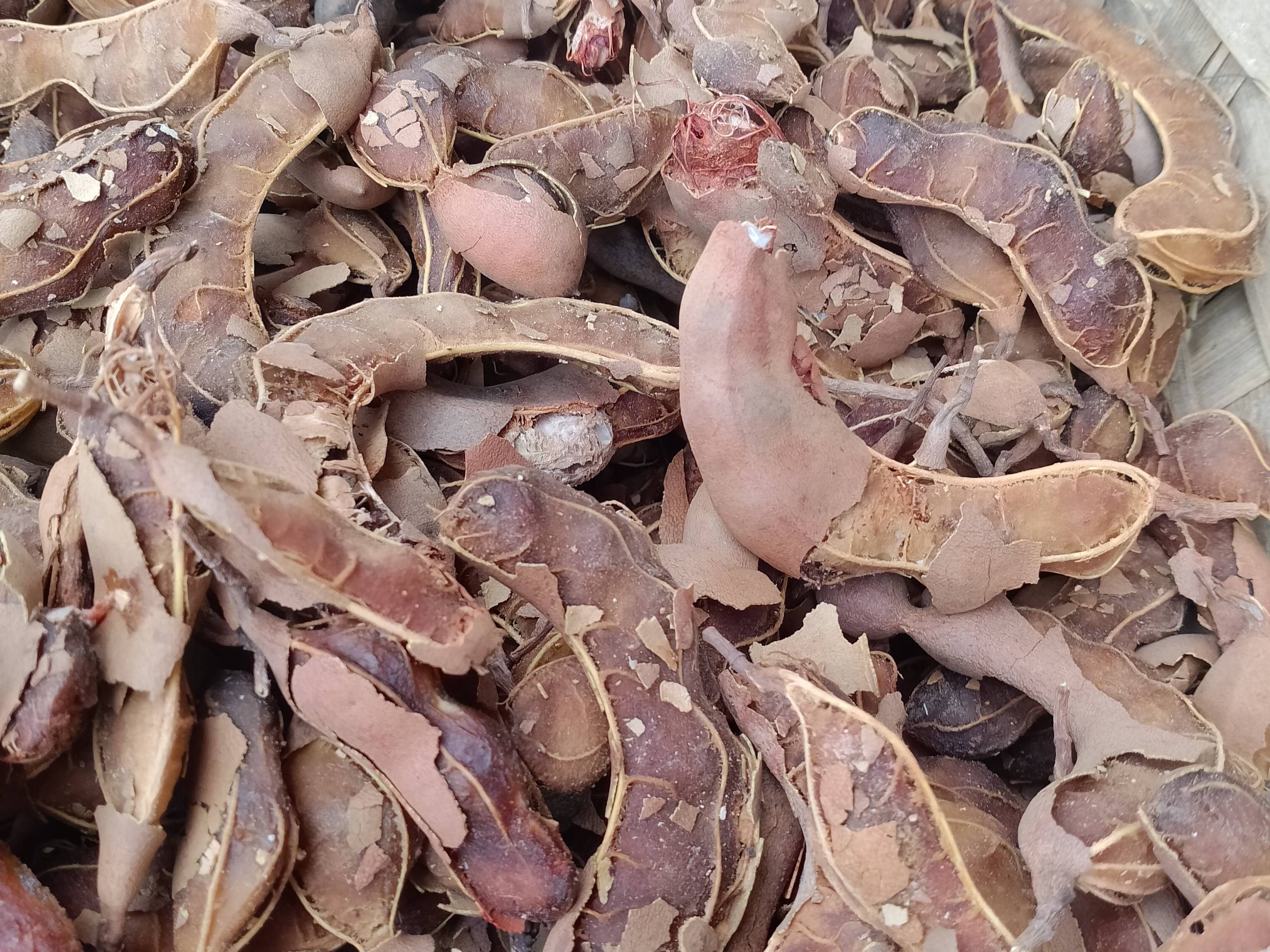 Sour Tamarind बिक्री के लिए, बैतूल, मध्य प्रदेश