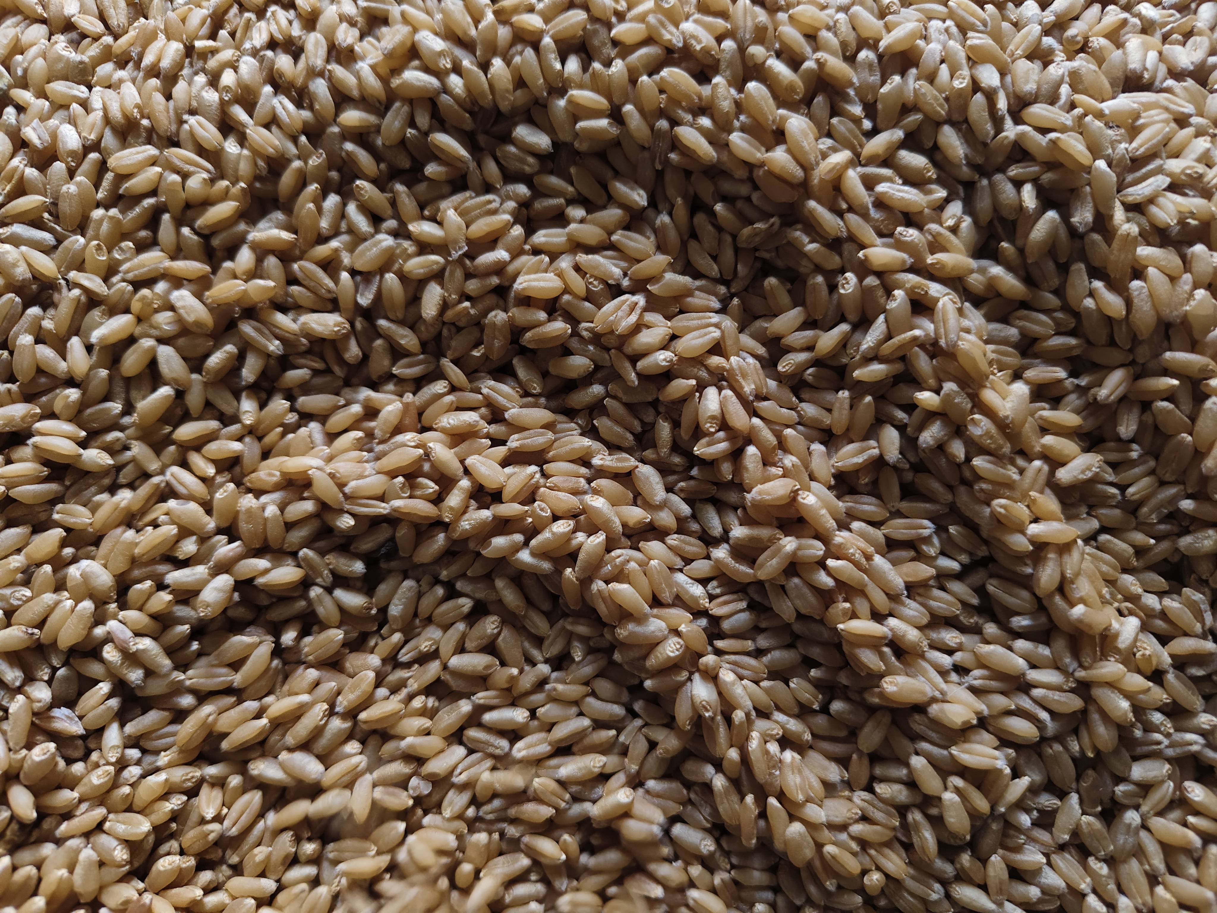 Bread Wheat बिक्री के लिए, जालना, महाराष्ट्र