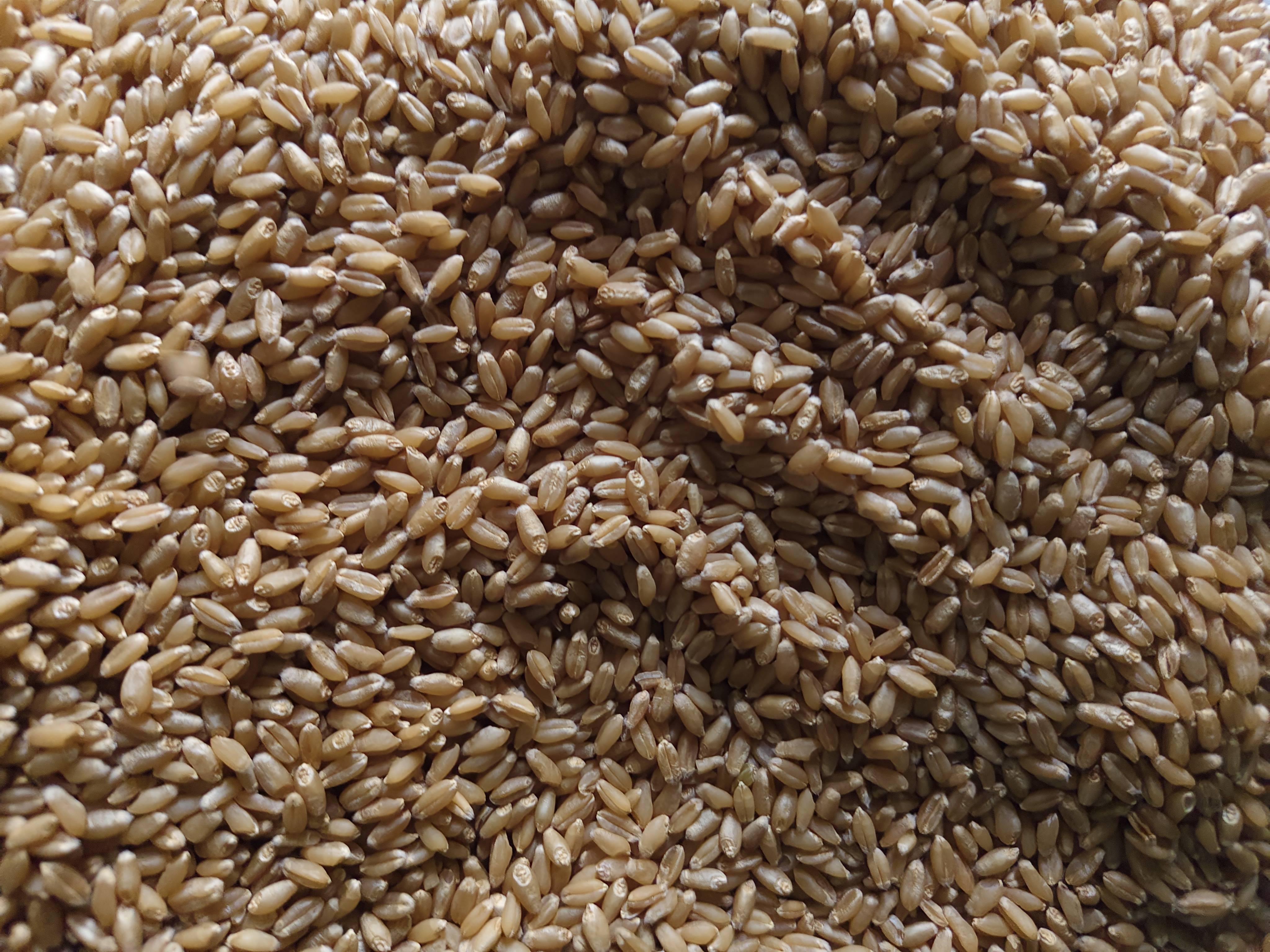 Bread Wheat बिक्री के लिए, जालना, महाराष्ट्र