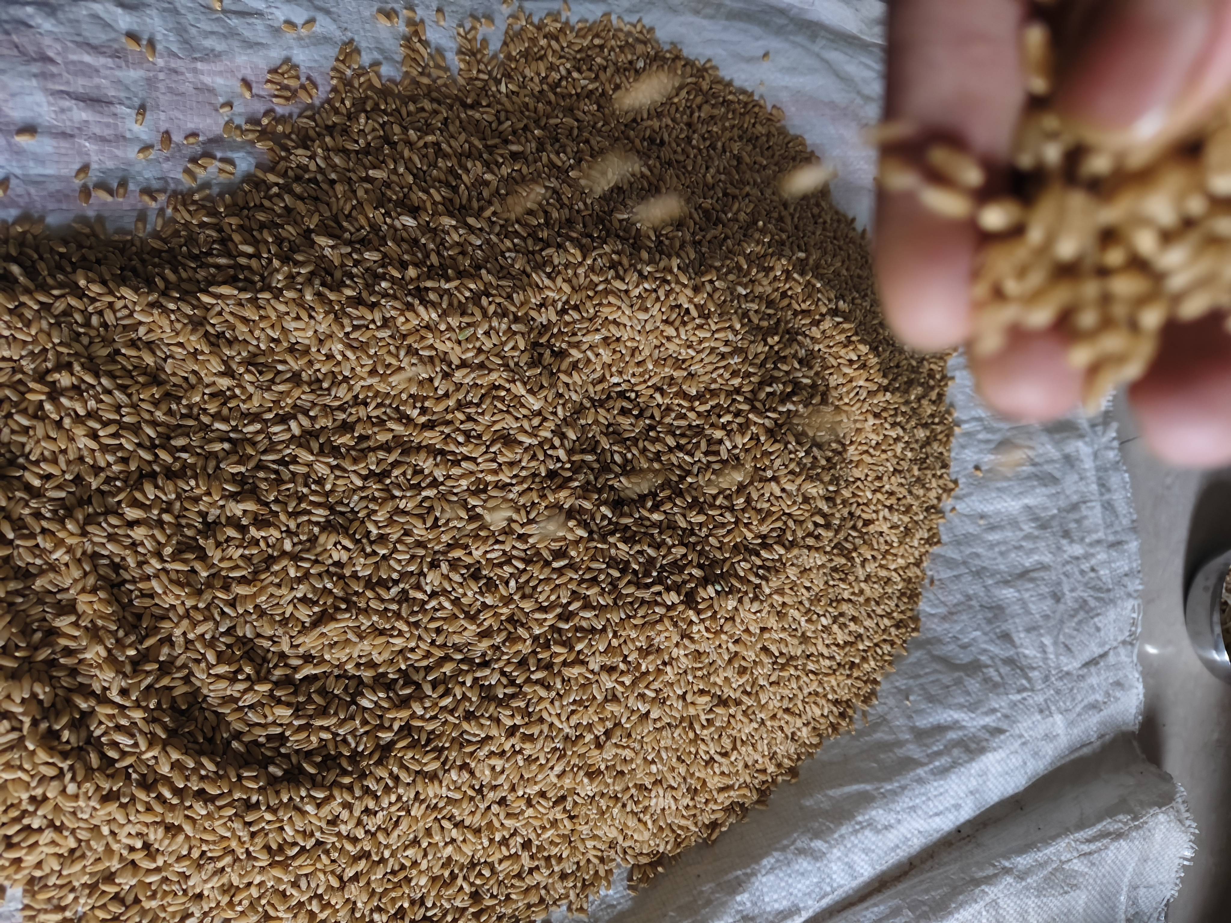 Bread Wheat बिक्री के लिए, जालना, महाराष्ट्र