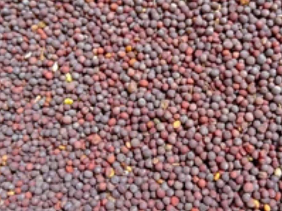 Mustard Black Mustard