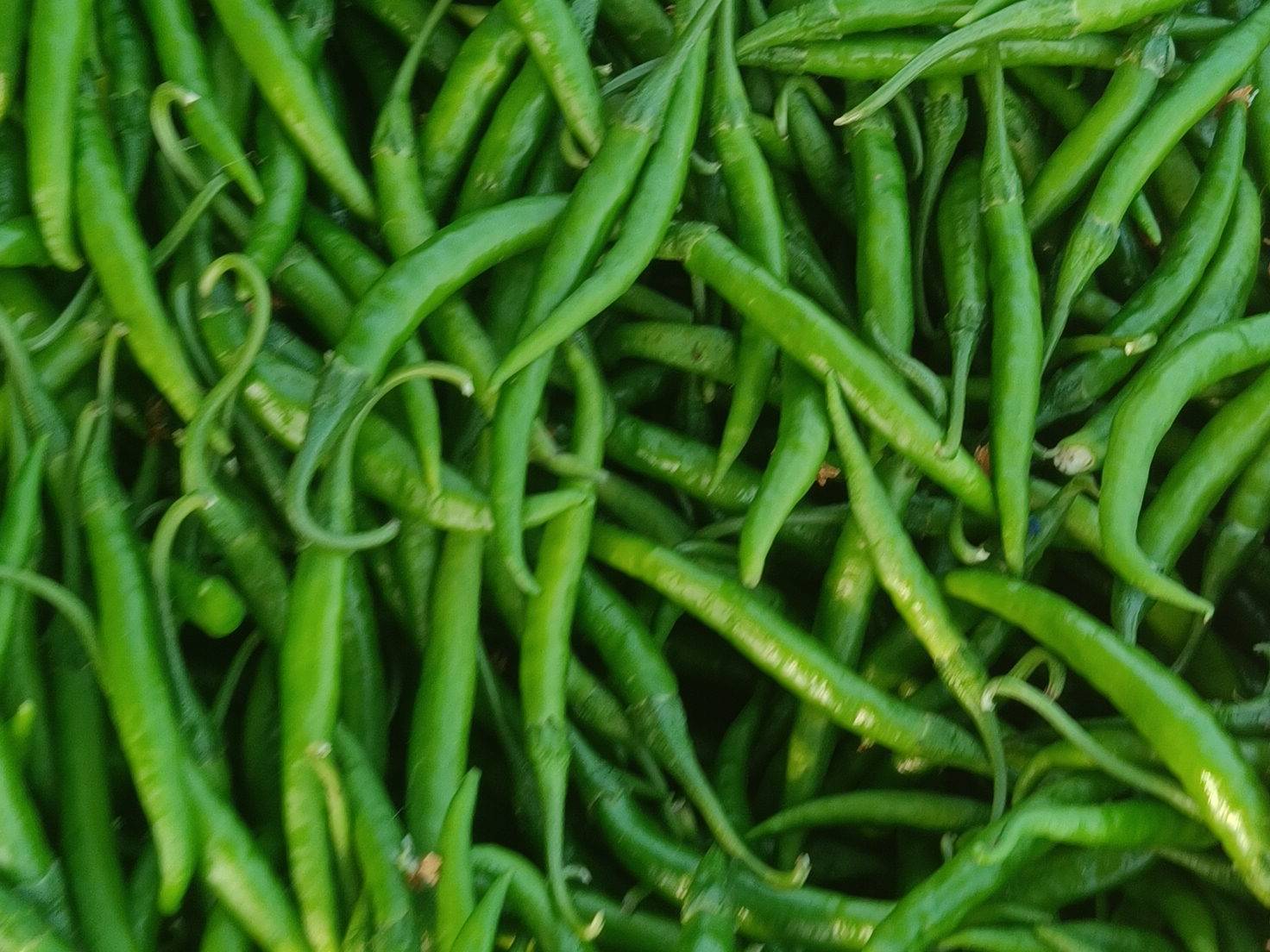 Green Chilli for sale in Solapur, Maharashtra