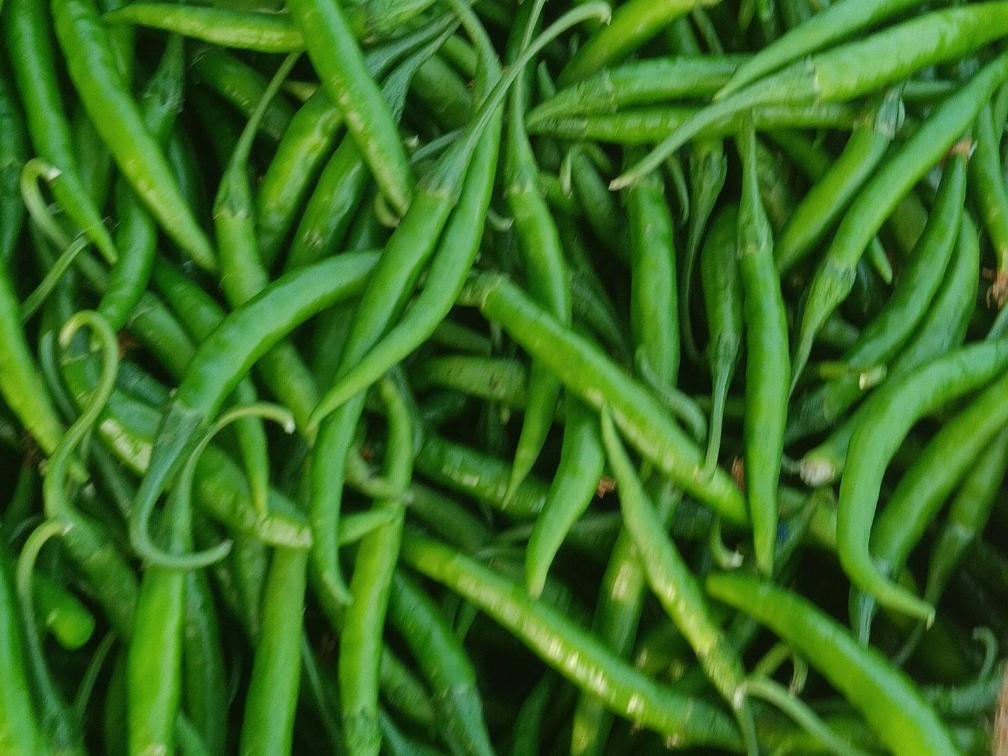 Green Chilli विक्रीसाठी, सोलापूर, महाराष्ट्र