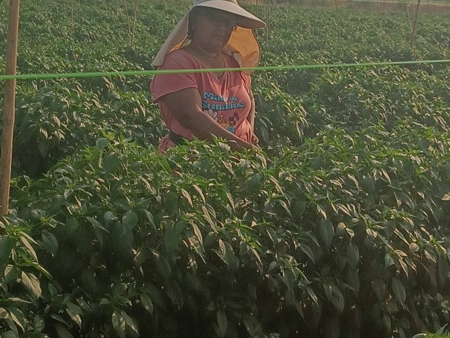 Green Chilli for sale in Solapur, Maharashtra