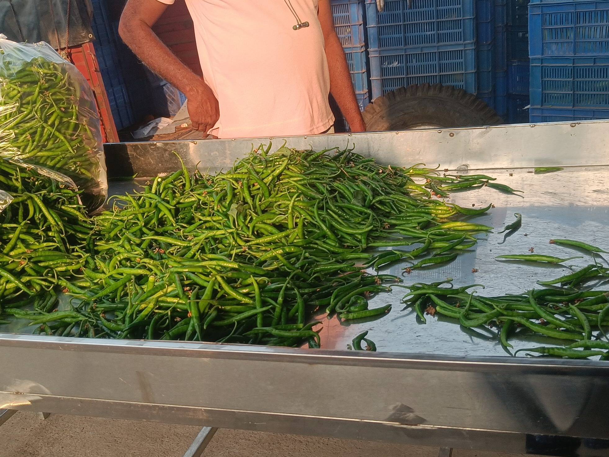 Green Chilli for sale in Solapur, Maharashtra