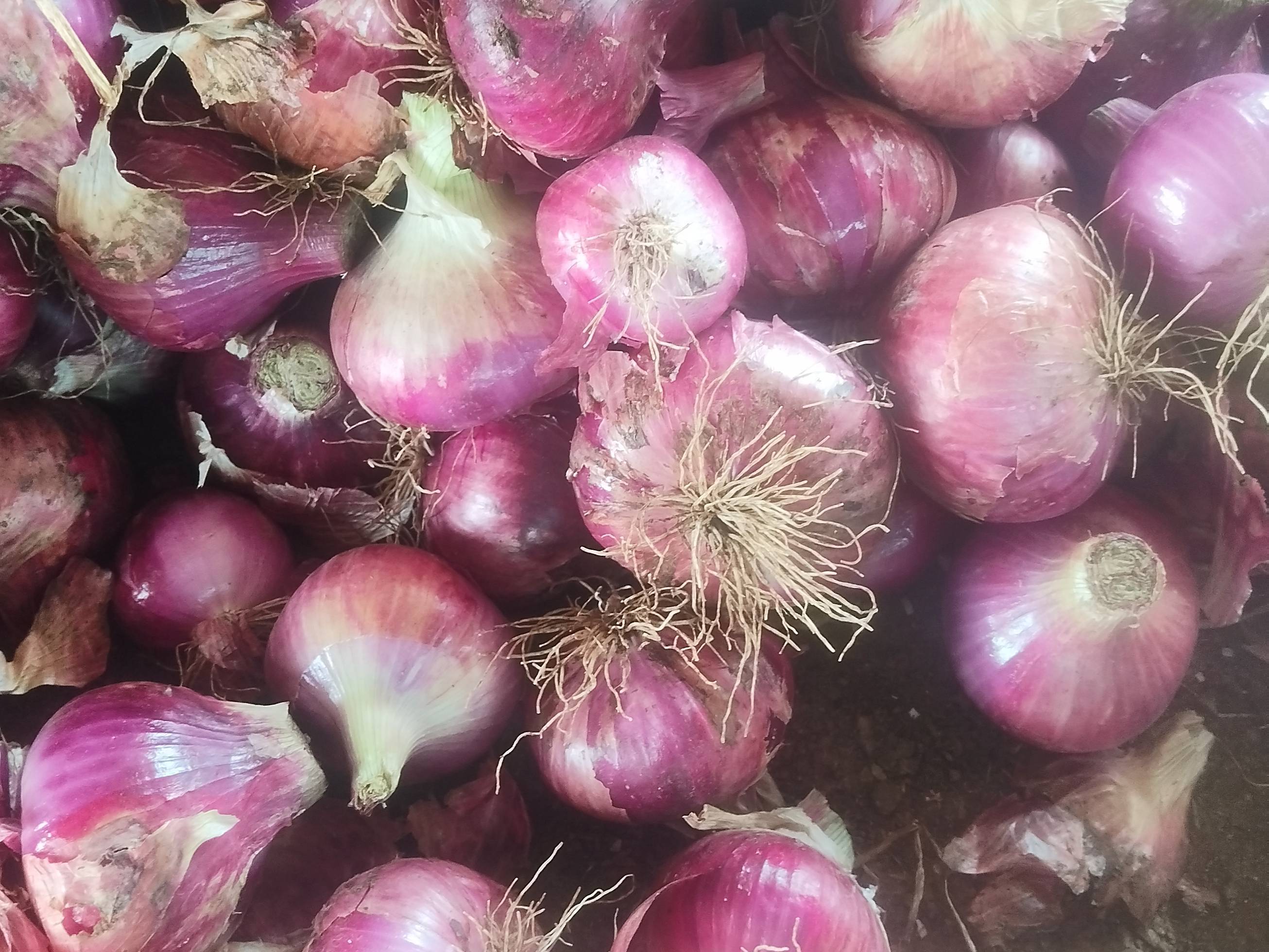 Red Onion बिक्री के लिए, धुले, महाराष्ट्र