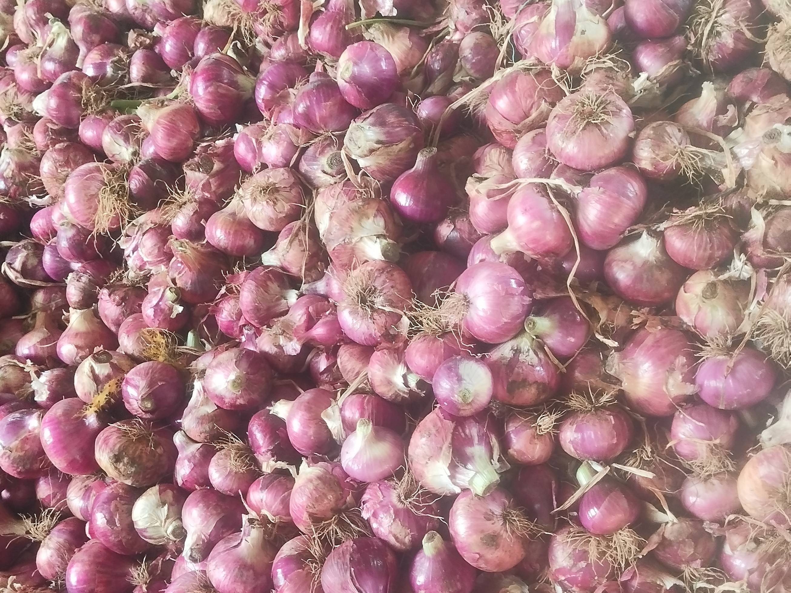 Red Onion बिक्री के लिए, धुले, महाराष्ट्र