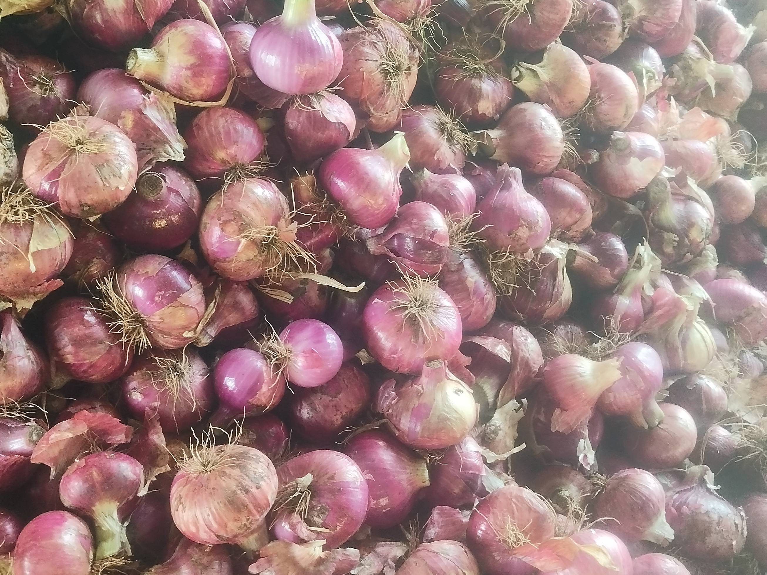Red Onion बिक्री के लिए, धुले, महाराष्ट्र