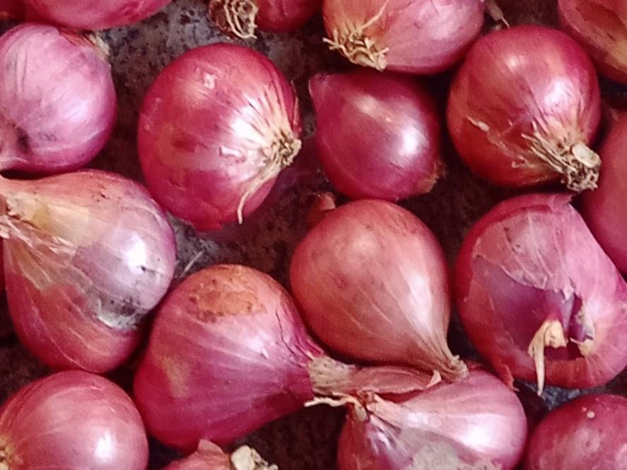 Shallots बिक्री के लिए, अरियलूर, तमिलनाडु