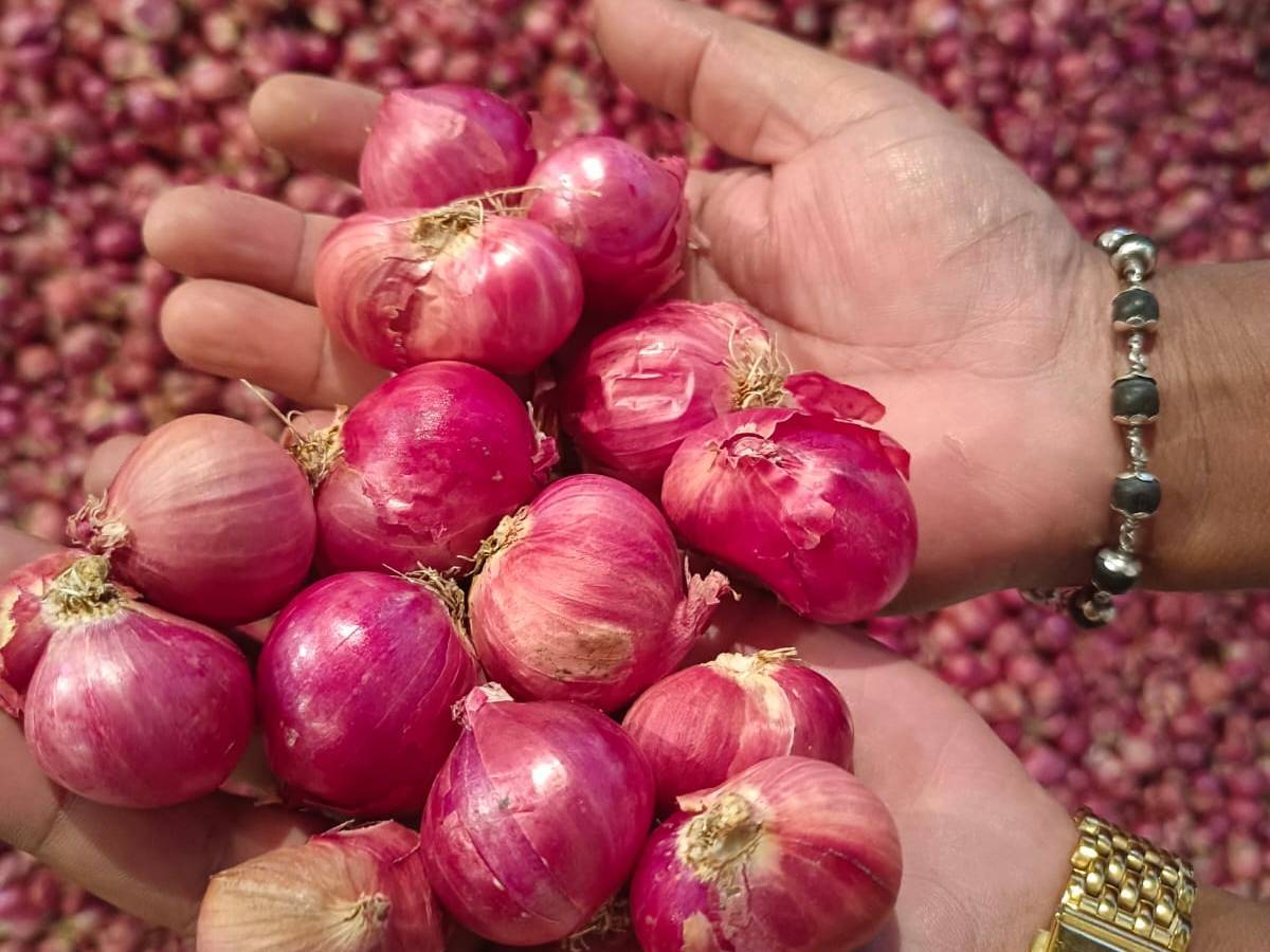 Shallots बिक्री के लिए, अरियलूर, तमिलनाडु