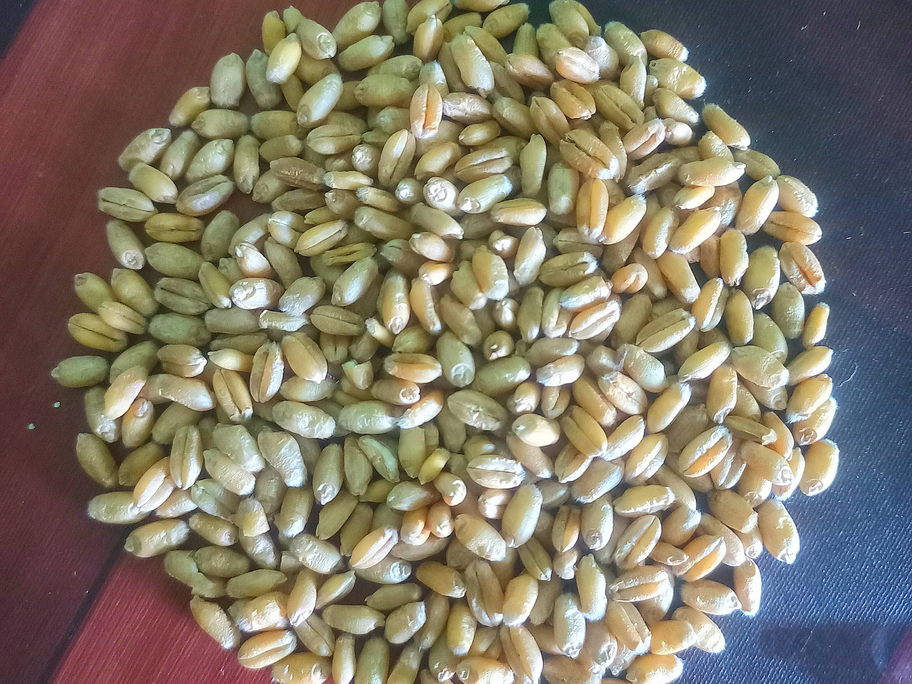 Bread Wheat विक्रीसाठी, झांसी, उत्तर प्रदेश