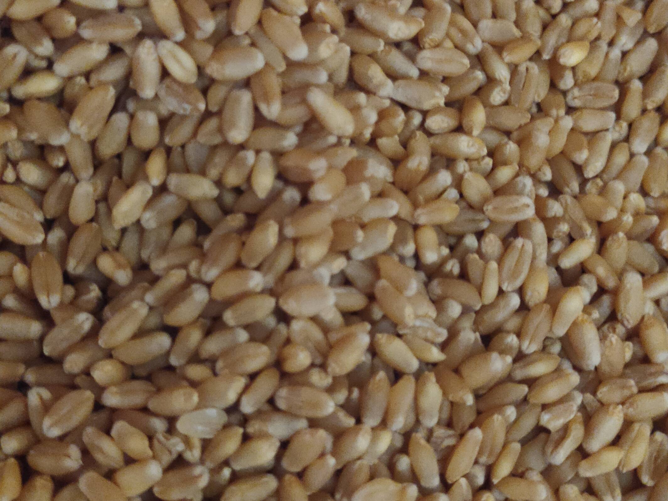 Bread Wheat for sale in Nashik, Maharashtra
