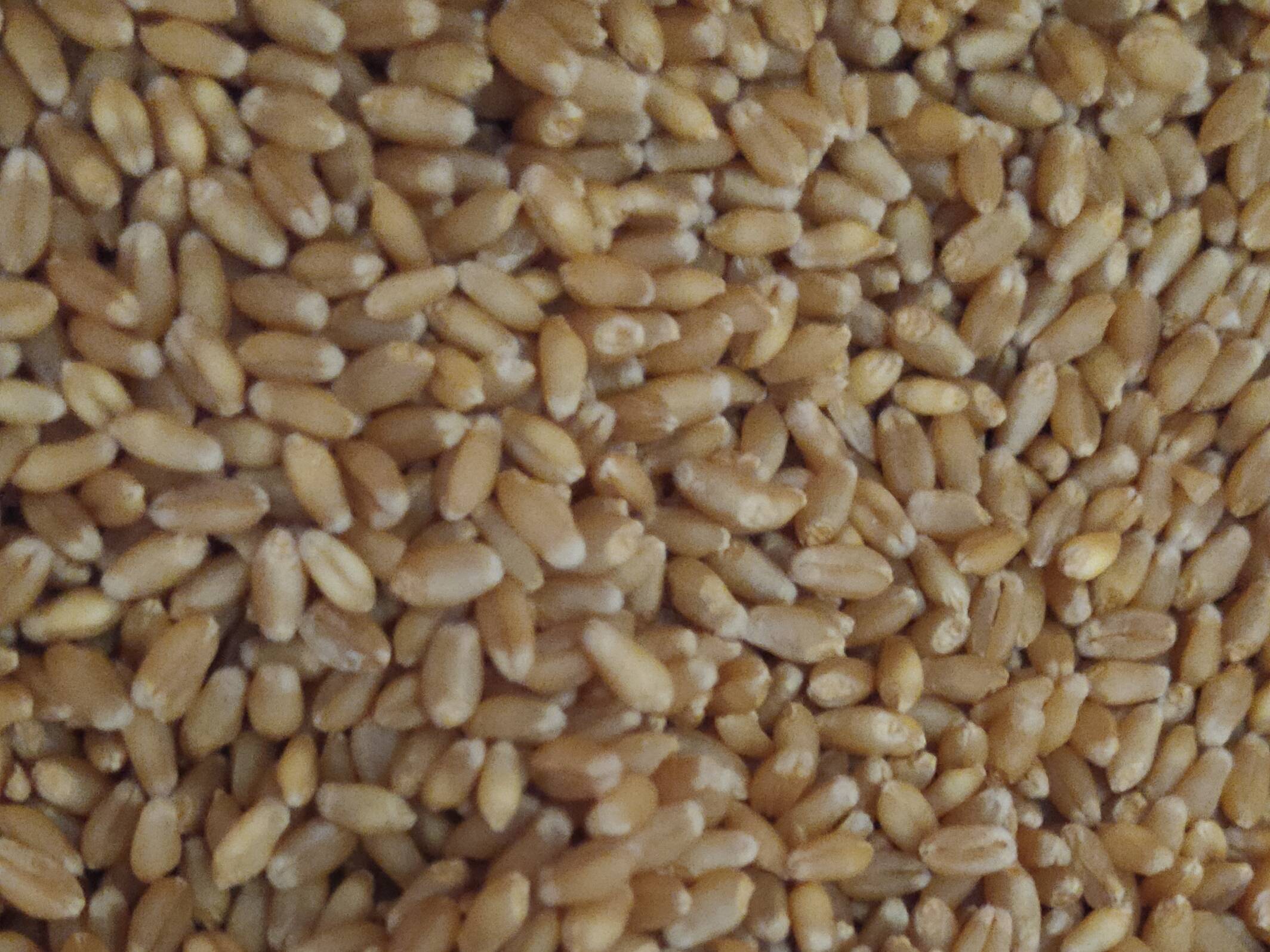 Bread Wheat बिक्री के लिए, नासिक, महाराष्ट्र