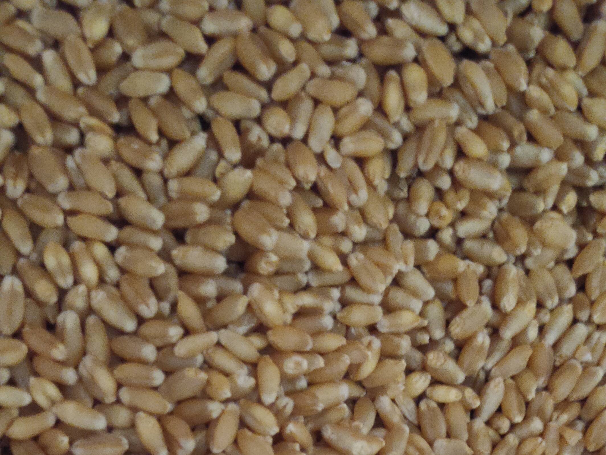 Bread Wheat for sale in Nashik, Maharashtra