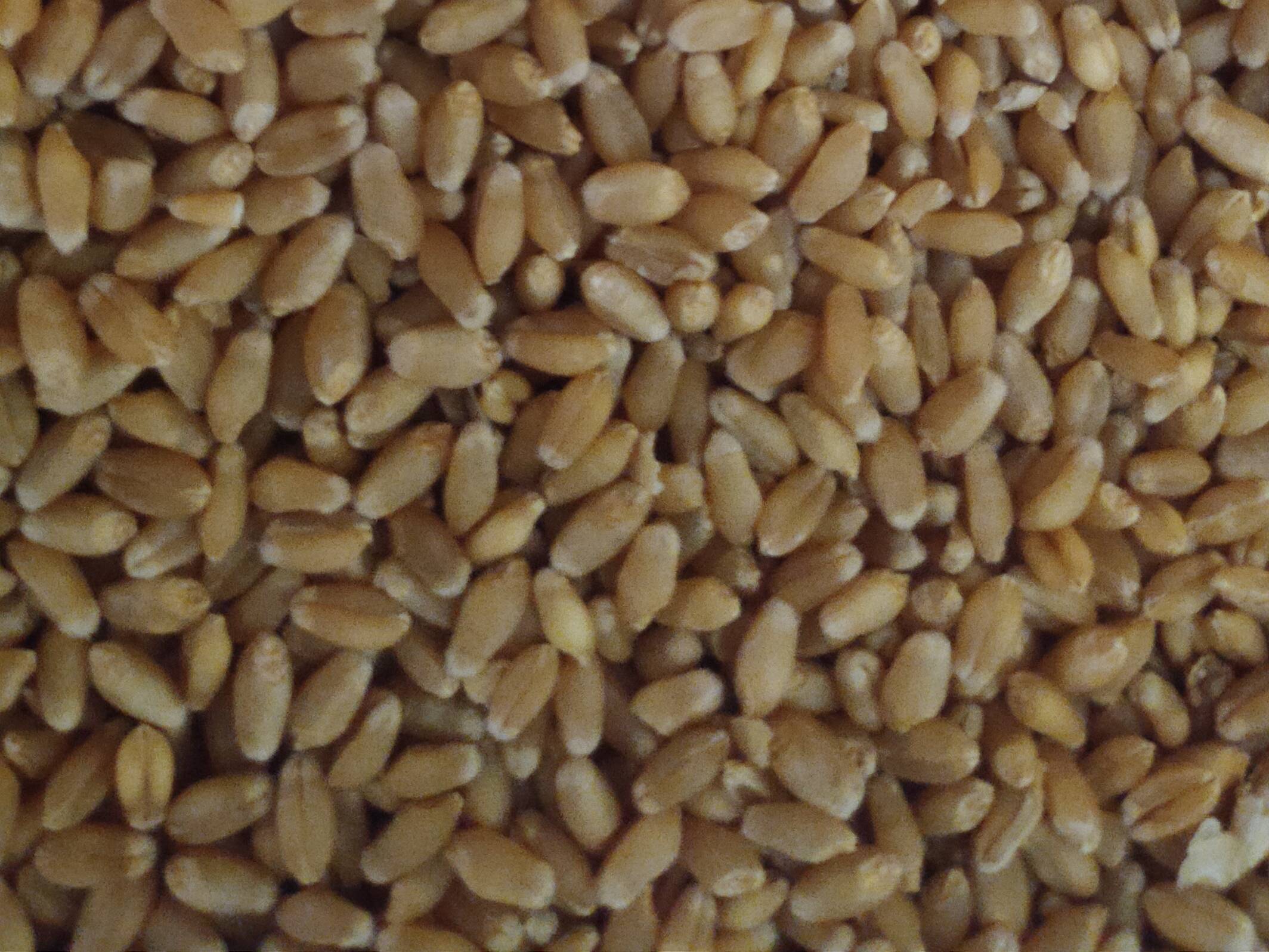 Bread Wheat बिक्री के लिए, नासिक, महाराष्ट्र
