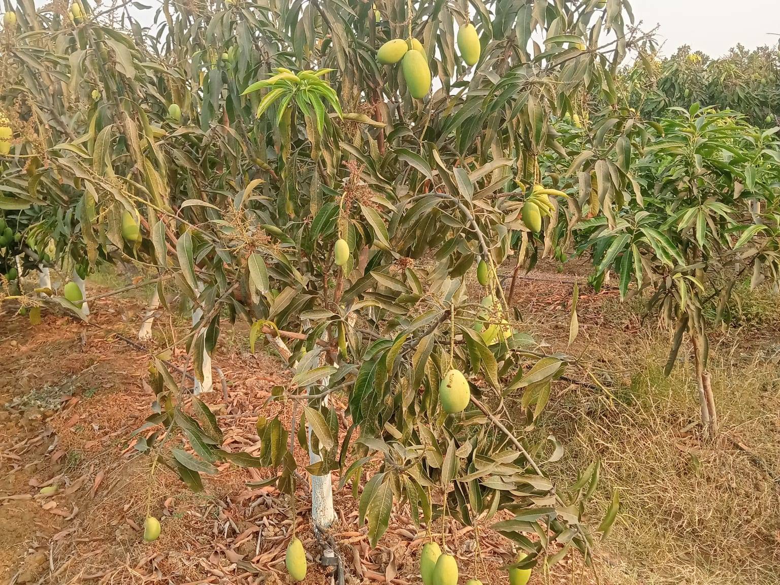 Dasheri बिक्री के लिए, रायपुर, छत्तीसगढ़
