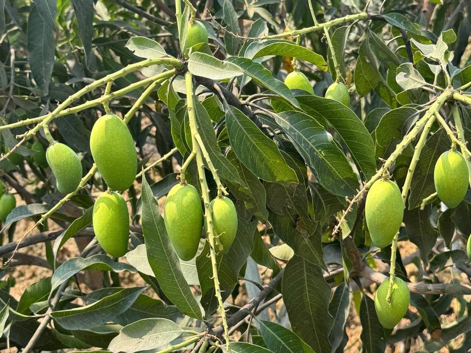Dasheri बिक्री के लिए, रायपुर, छत्तीसगढ़