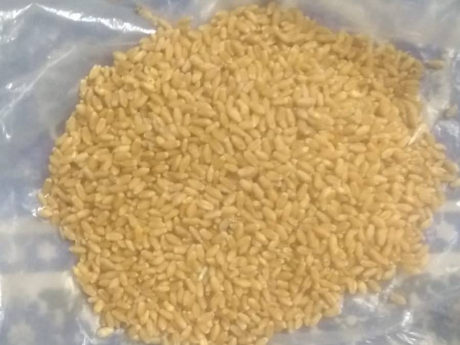 Bread Wheat बिक्री के लिए, नासिक, महाराष्ट्र