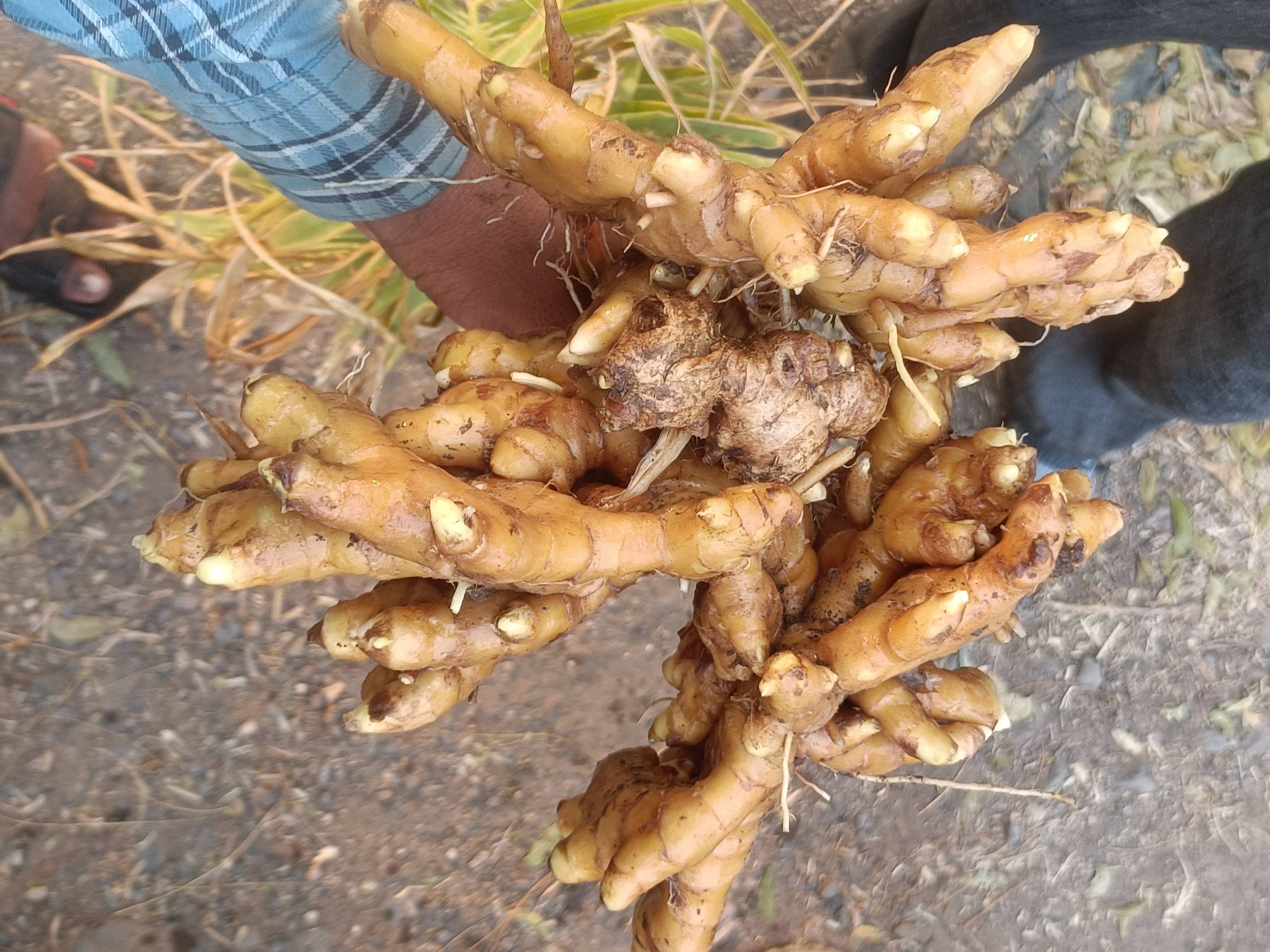 Ginger विक्रीसाठी, छत्रपती संभाजीनगर, महाराष्ट्र
