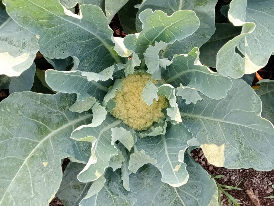 Cauliflower Early Cauliflower