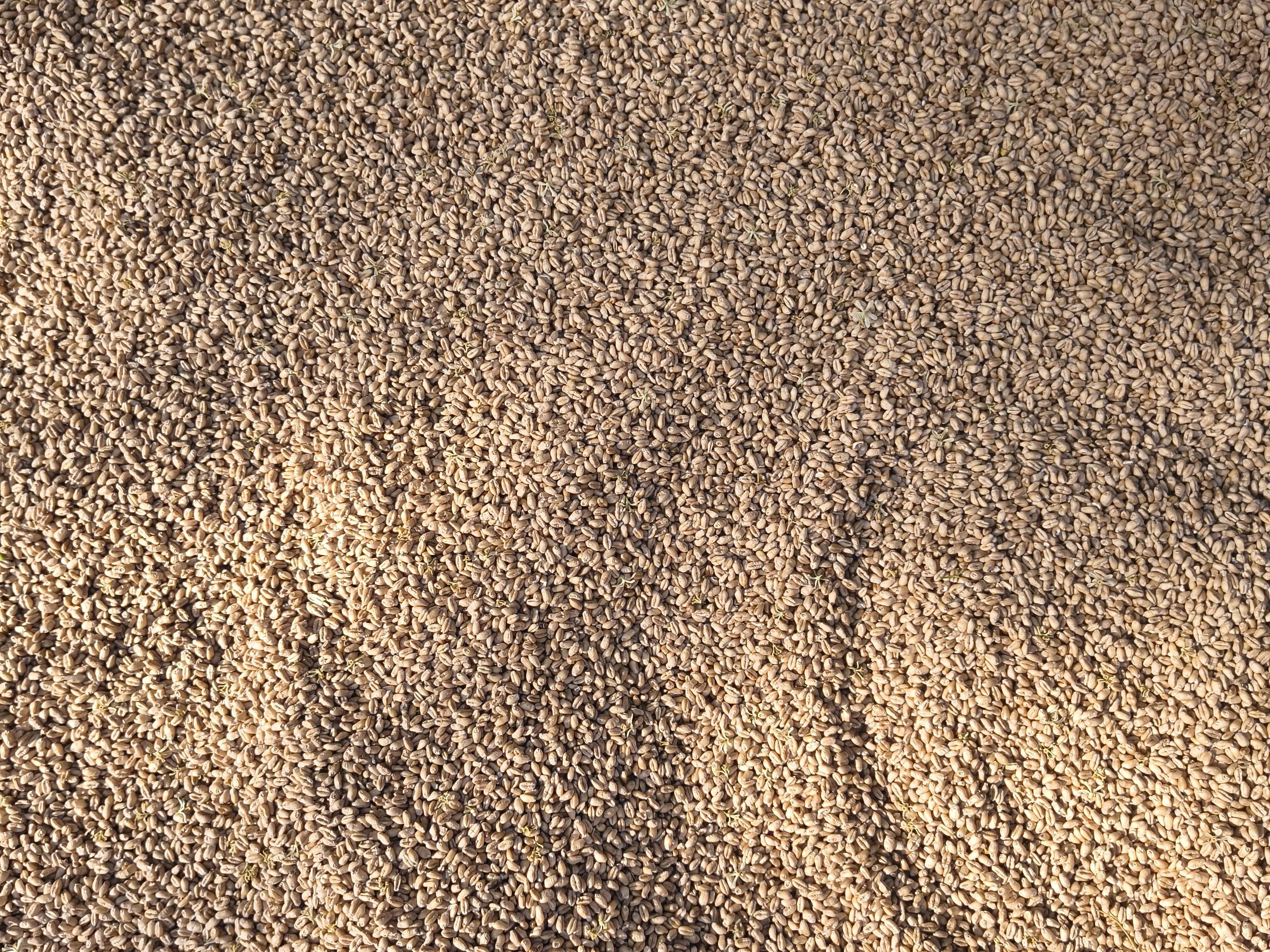 Bread Wheat विक्रीसाठी, जालौन, उत्तर प्रदेश