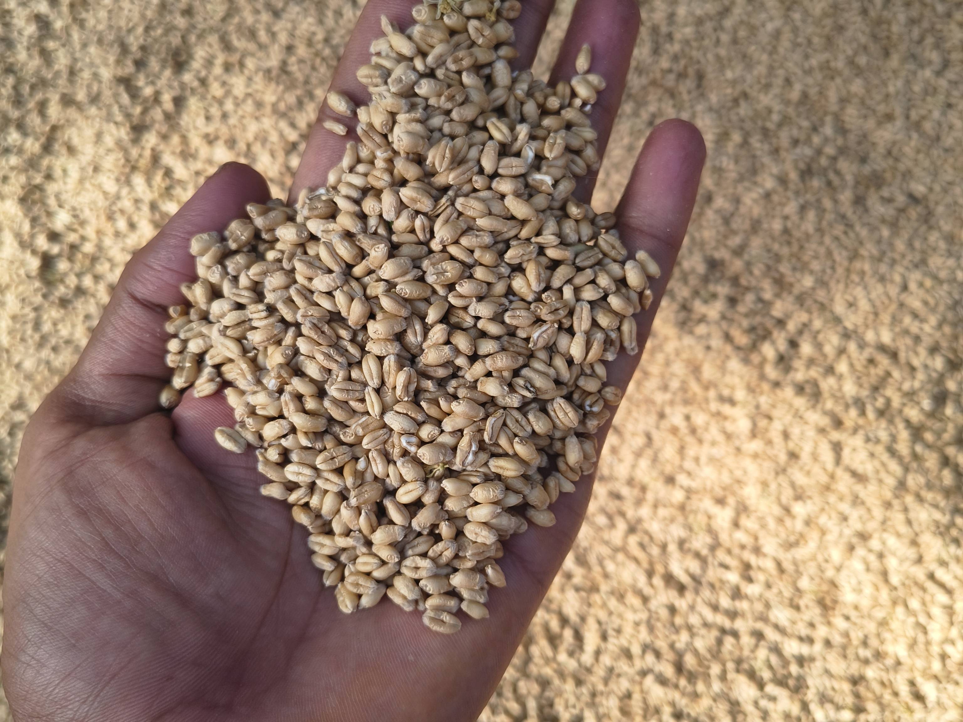Bread Wheat विक्रीसाठी, जालौन, उत्तर प्रदेश