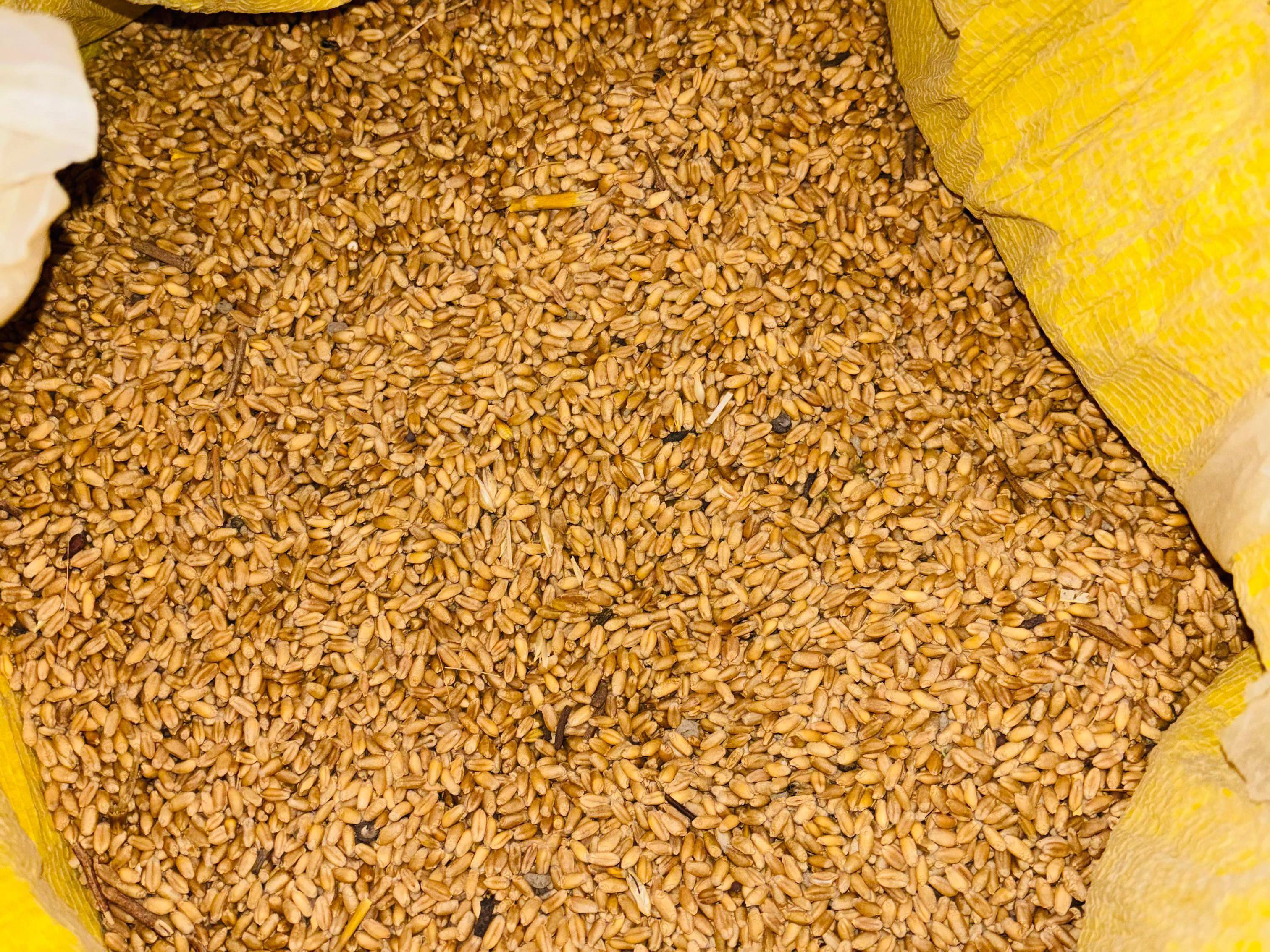 Durum बिक्री के लिए, रायबरेली, उत्तर प्रदेश