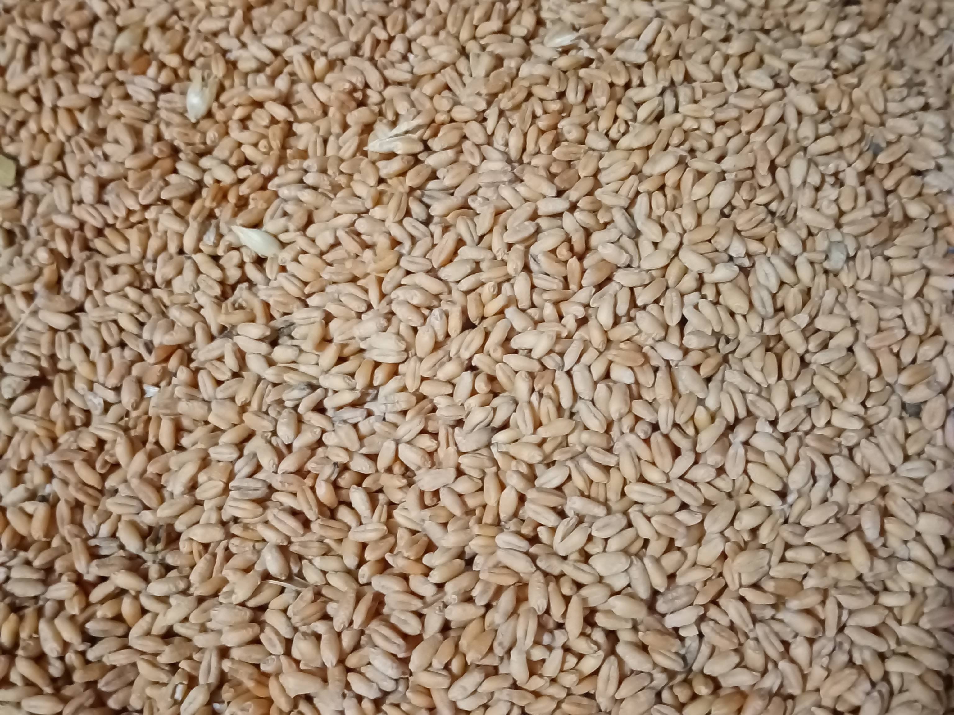 Durum विक्रीसाठी, छिंदवाडा, मध्य प्रदेश