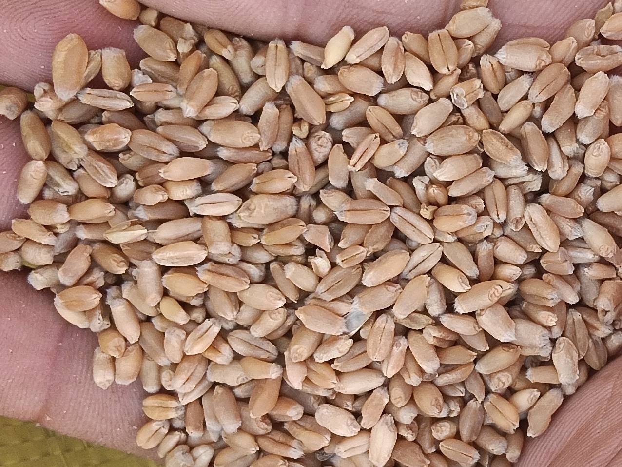 Kamut Wheat बिक्री के लिए, आगरा, उत्तर प्रदेश