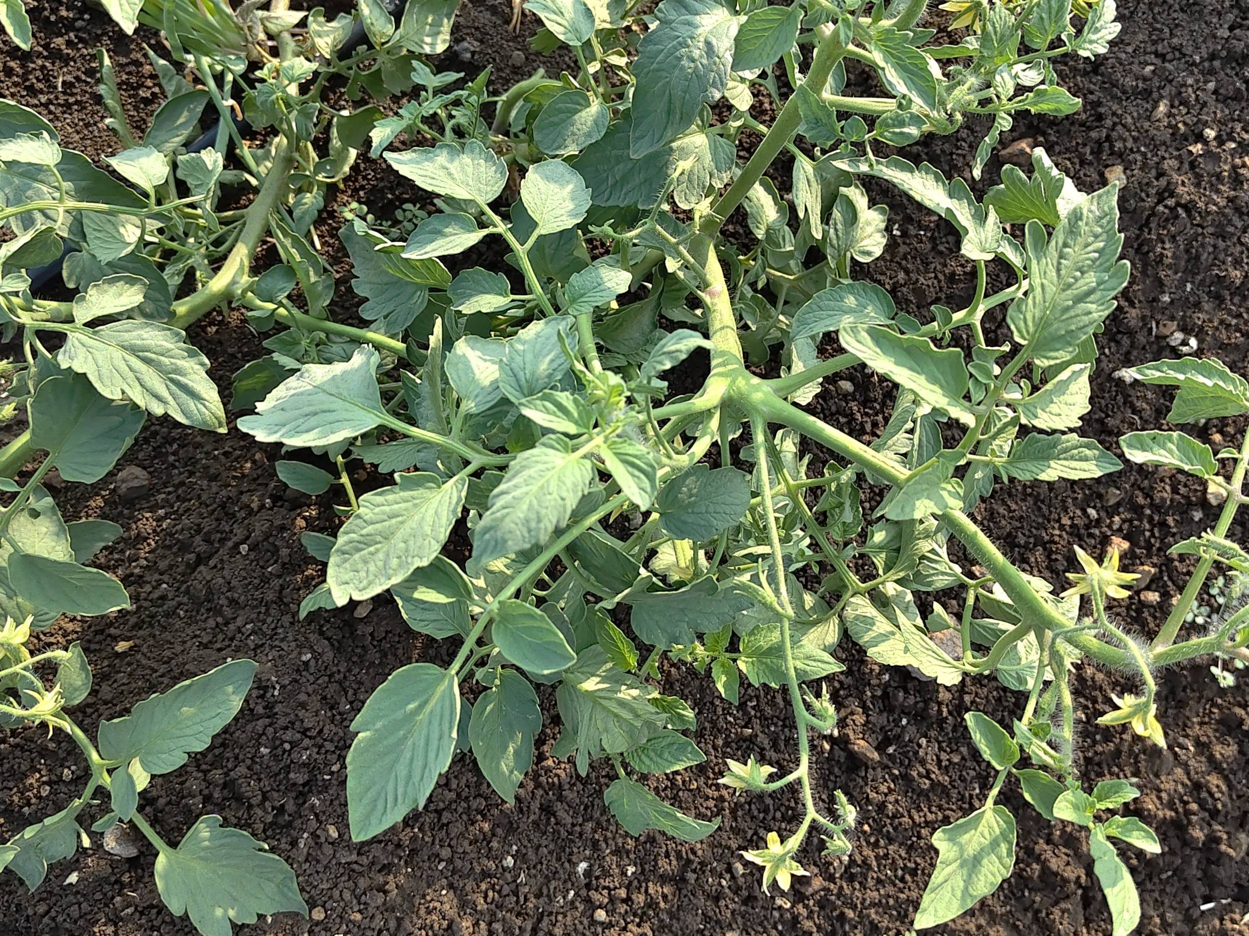 Vaishali Tomato बिक्री के लिए, लातूर, महाराष्ट्र