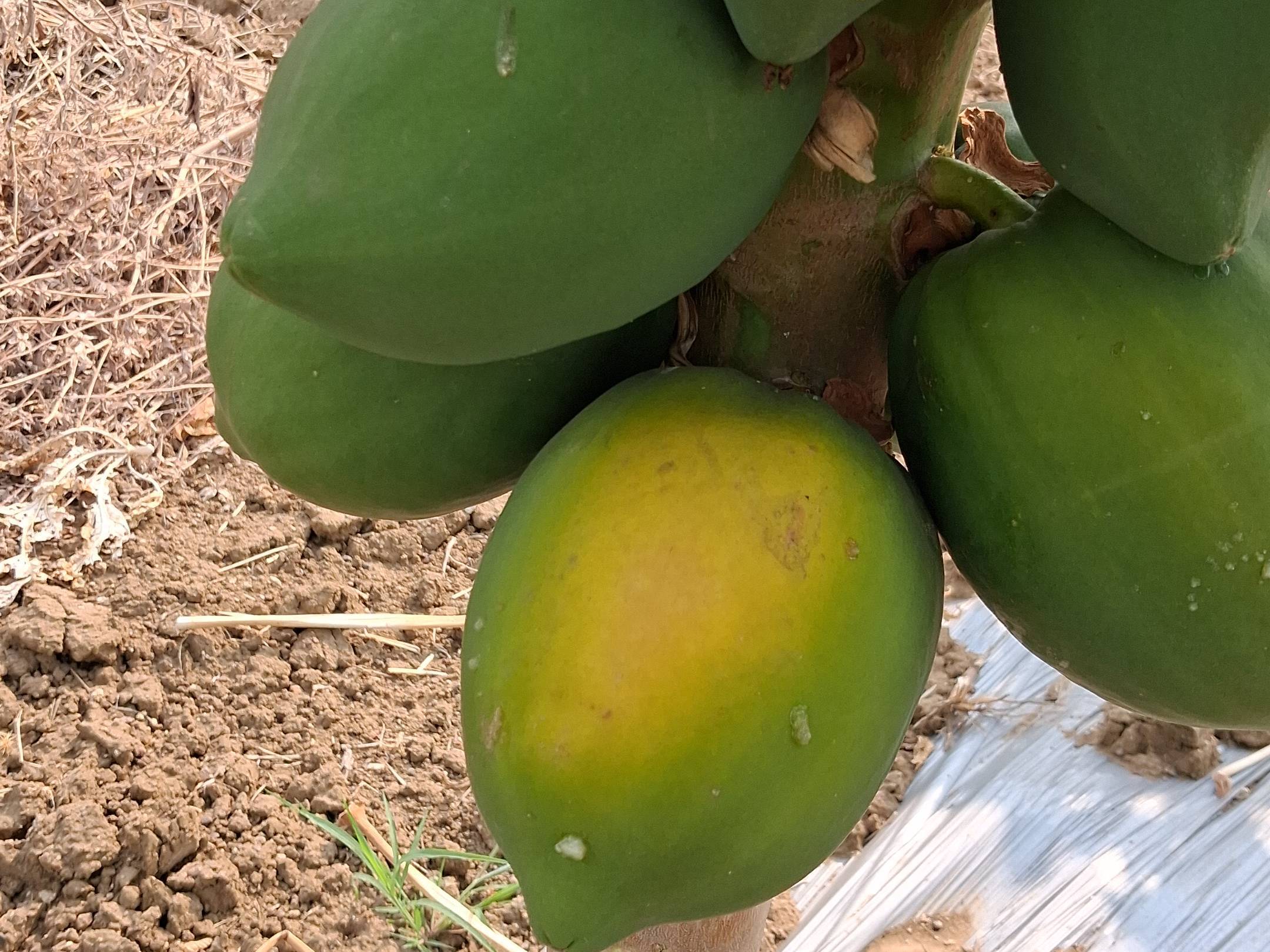 Taiwan Papaya बिक्री के लिए, चंद्रपुर, महाराष्ट्र