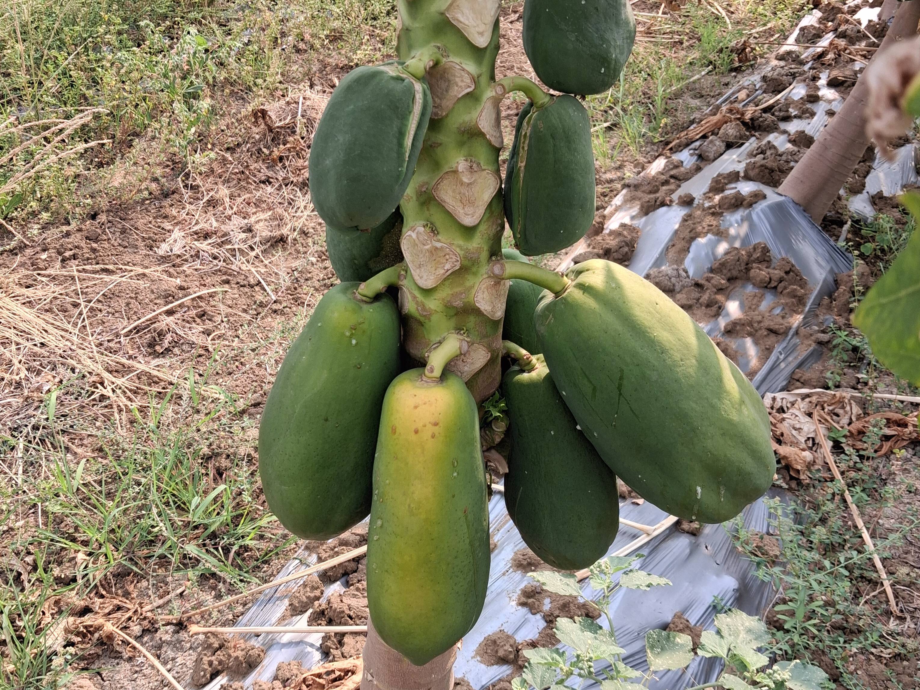 Taiwan Papaya बिक्री के लिए, चंद्रपुर, महाराष्ट्र