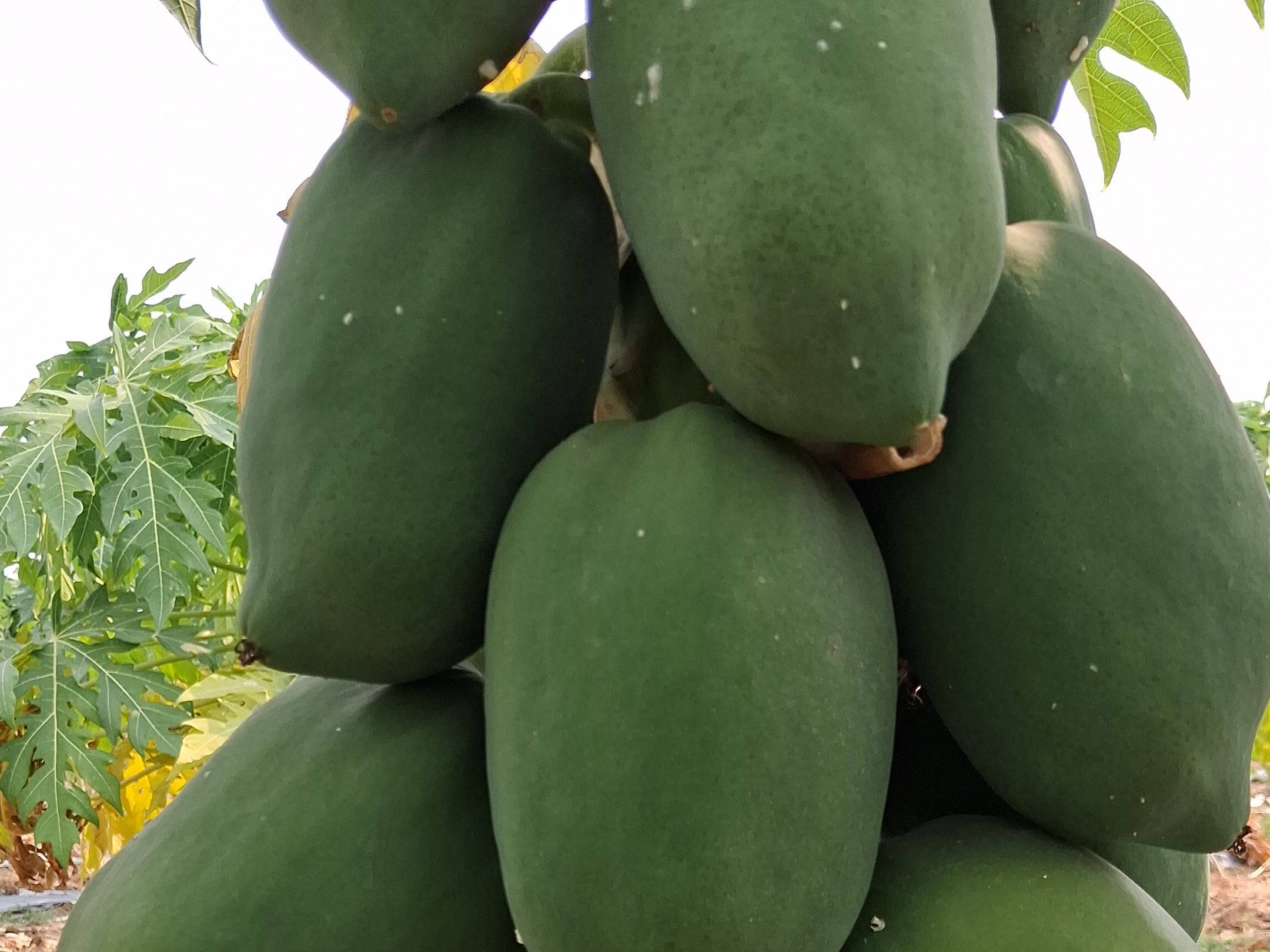 Taiwan Papaya बिक्री के लिए, चंद्रपुर, महाराष्ट्र