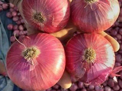 Red Onion बिक्री के लिए, शिवपुरी, मध्य प्रदेश