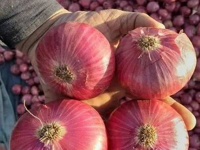 Red Onion बिक्री के लिए, शिवपुरी, मध्य प्रदेश