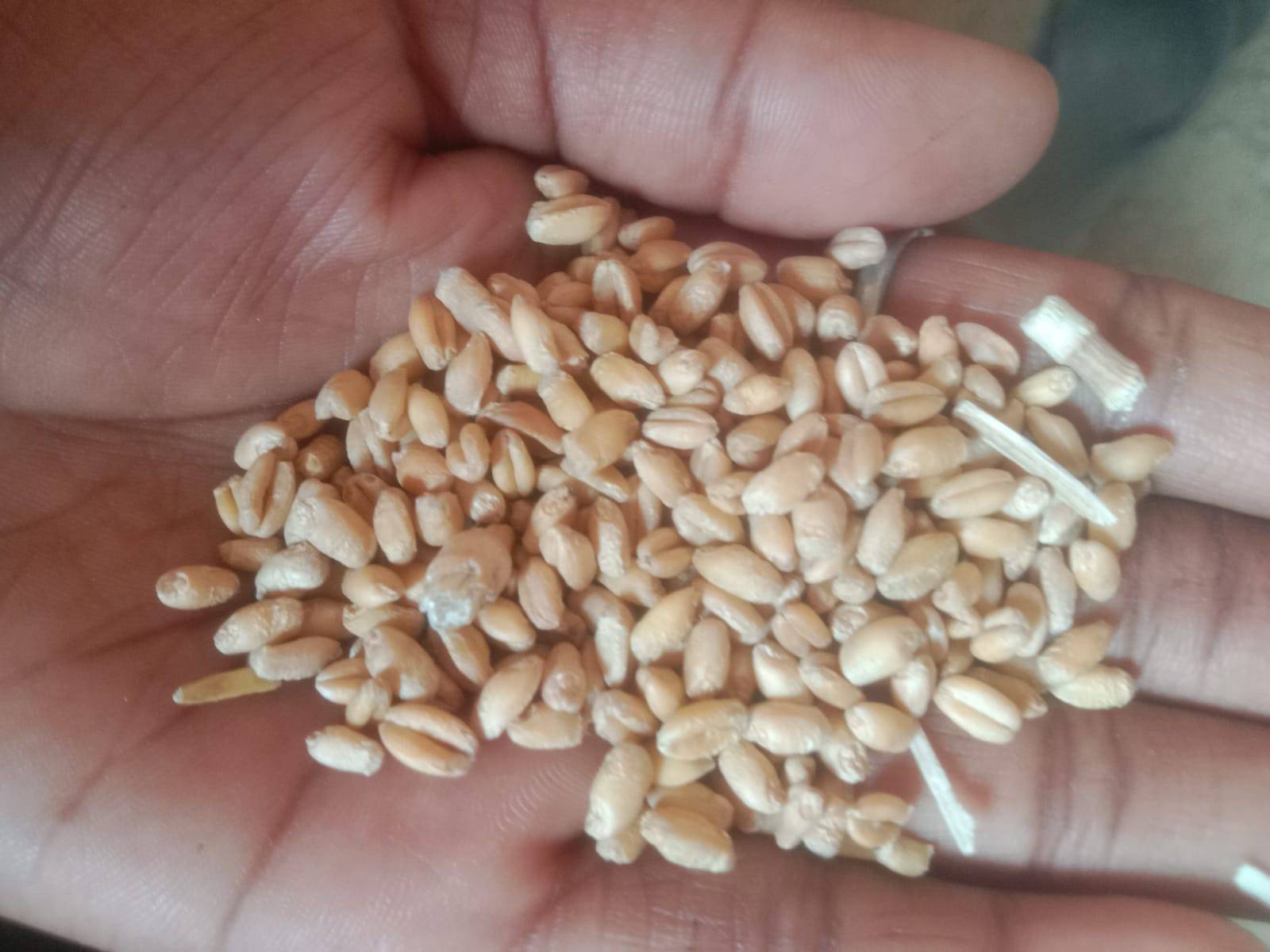 Bread Wheat for sale in Lucknow, Uttar Pradesh