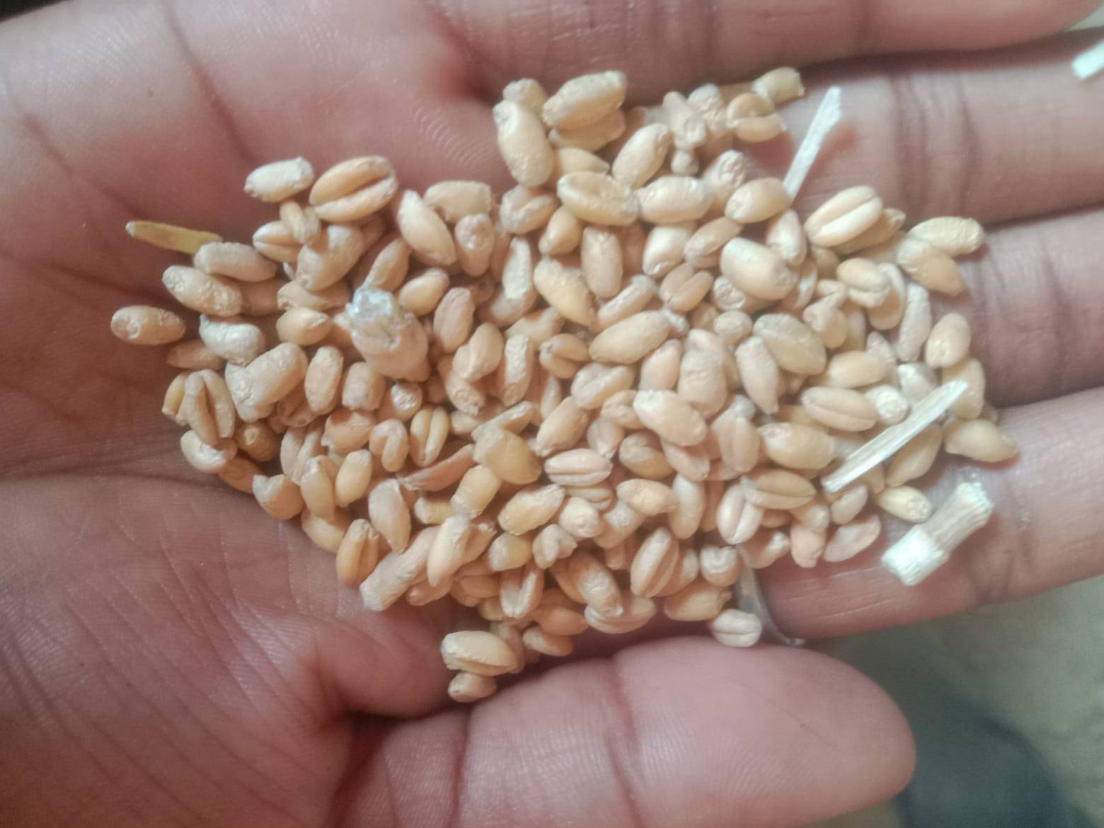 Bread Wheat for sale in Lucknow, Uttar Pradesh