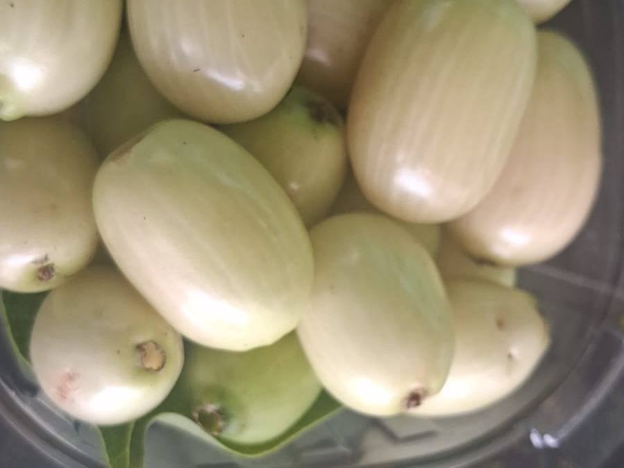 White jamun विक्रीसाठी, पुणे, महाराष्ट्र